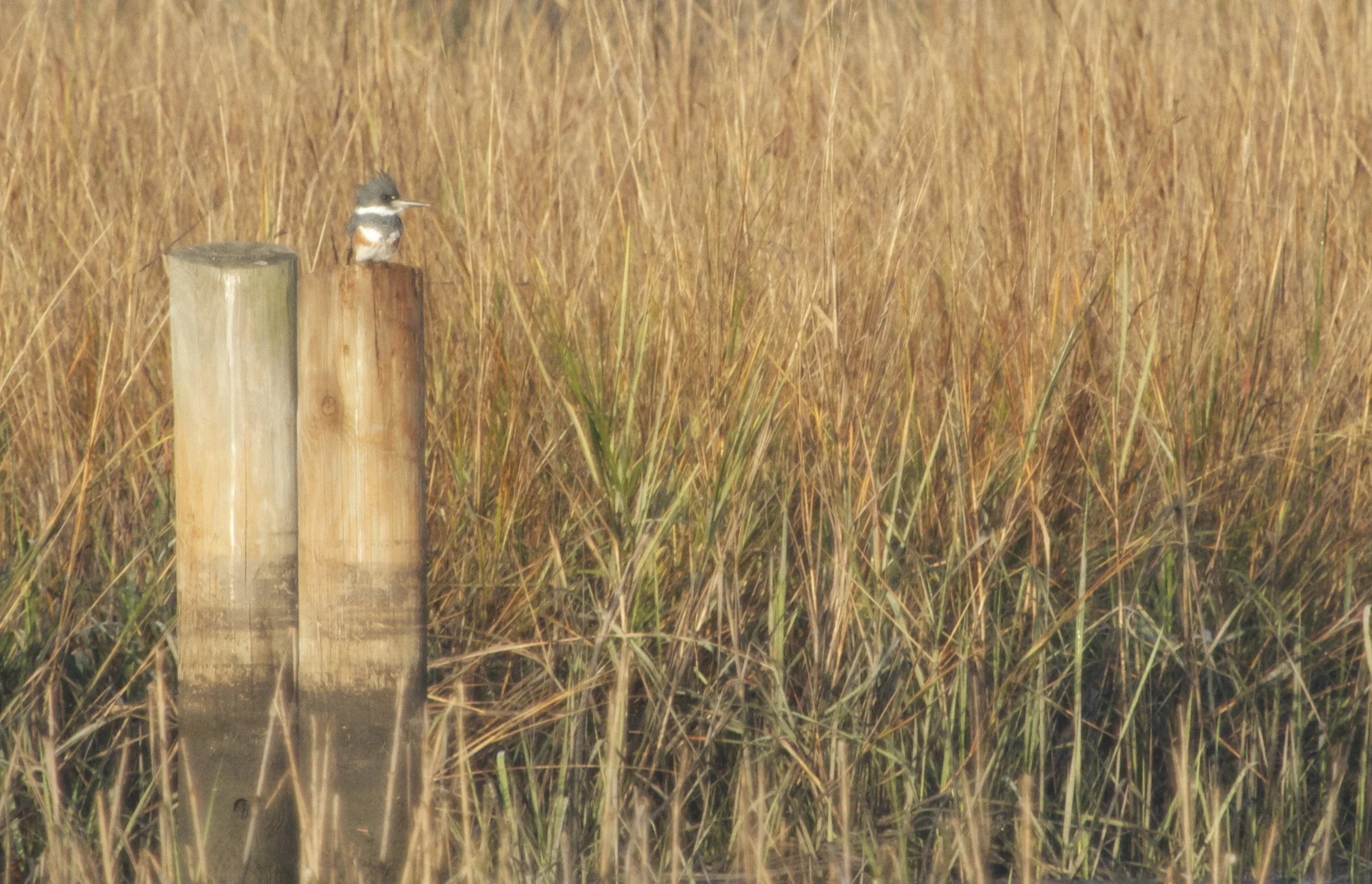 Spunky perches on a piling (trust me).