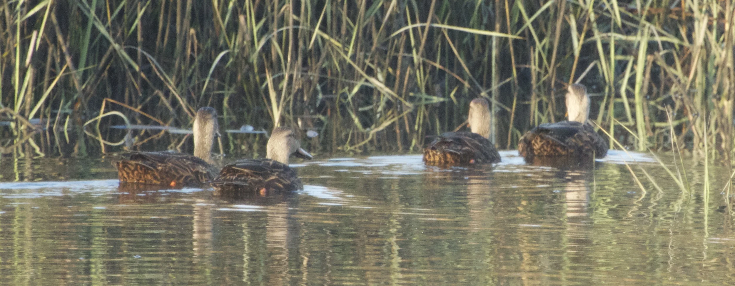 They spot me and turn tail-feathers.