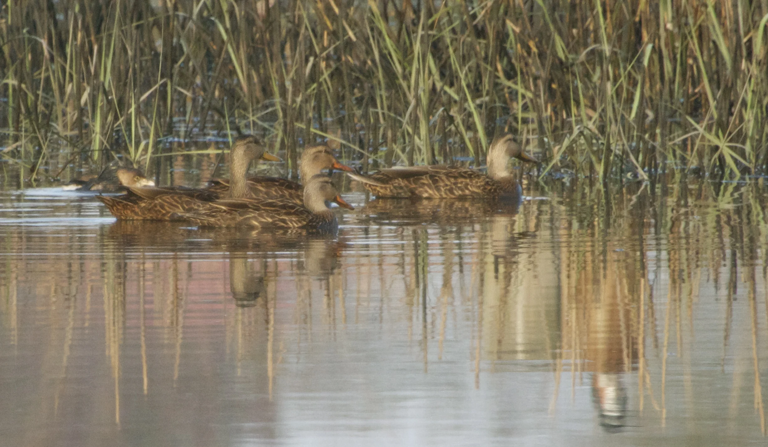 The "Ladies" ignore the grebe and swim away. Spunky looks on from above, her reflection showing.