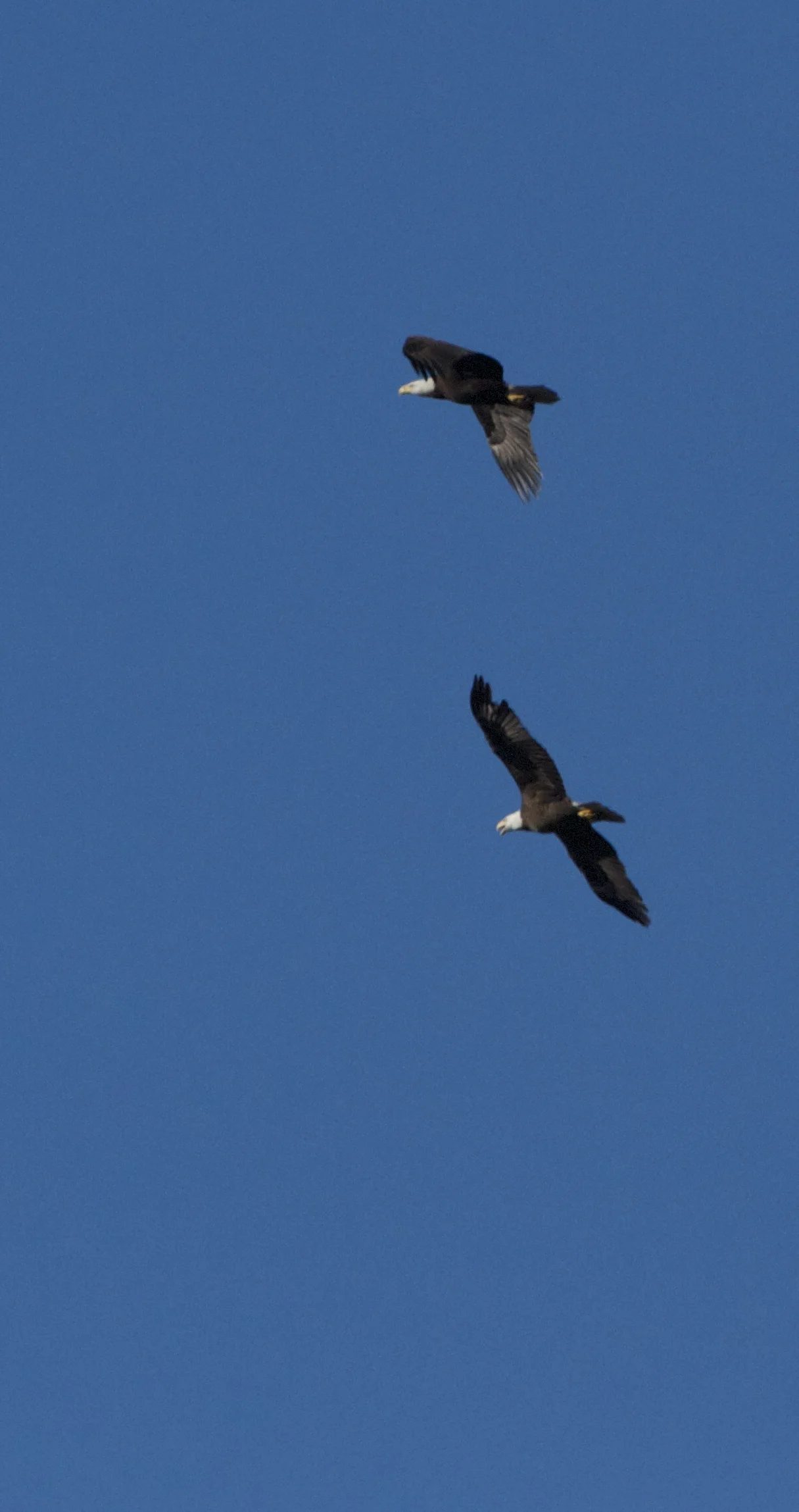 T wo adult eagles soar over the Browad. The bottom eagle is missing half a feather of one of the left wing primaries. Same eagle I saw on Goose Pond?