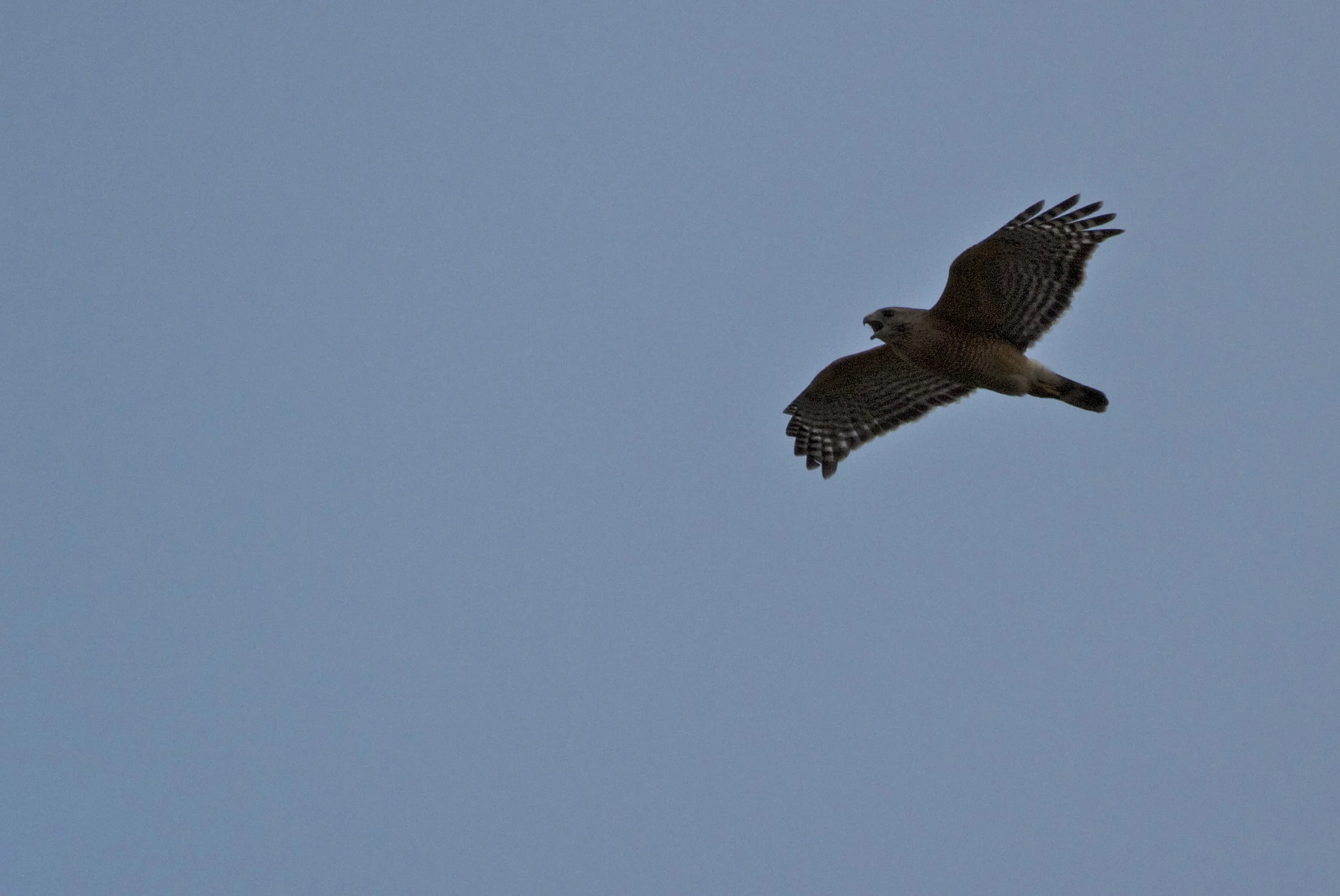 The shrill morning cry of a Red Shouldered Hawk spreads fear over the marsh.