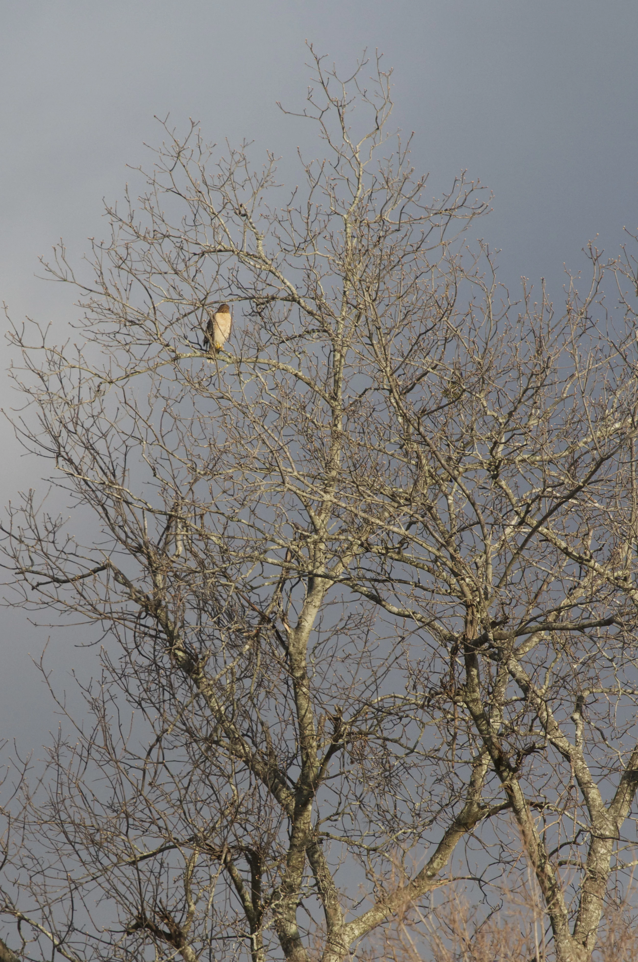 A ray of sun exposes the hawks perch.