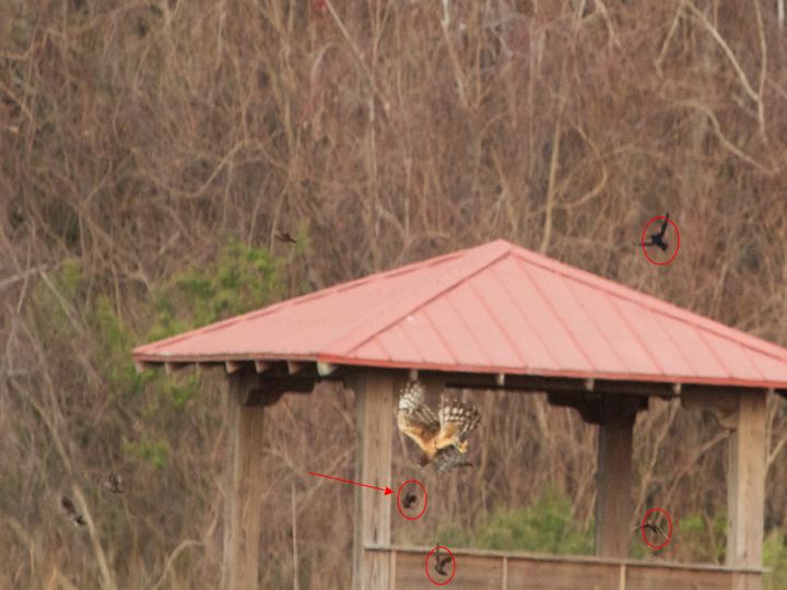 The hawk zeroes in on its prey as the other birds scatter!
