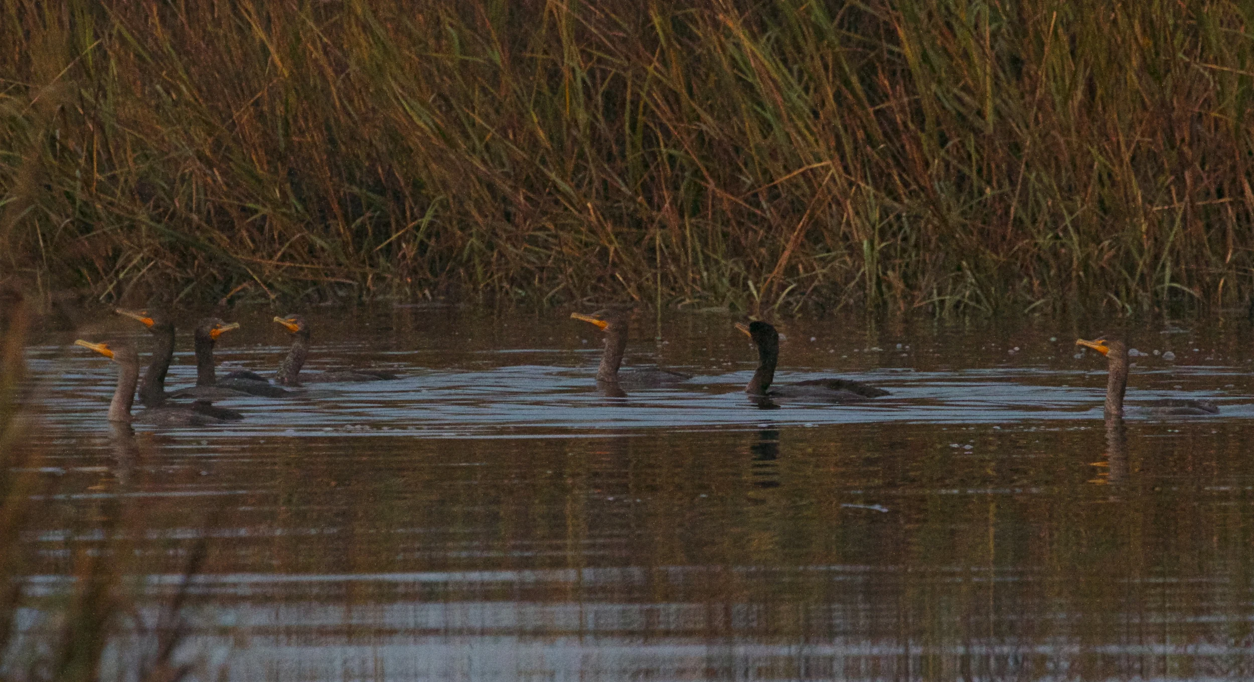 A hungry group of Cormorants, their beaks catch the rising sun.