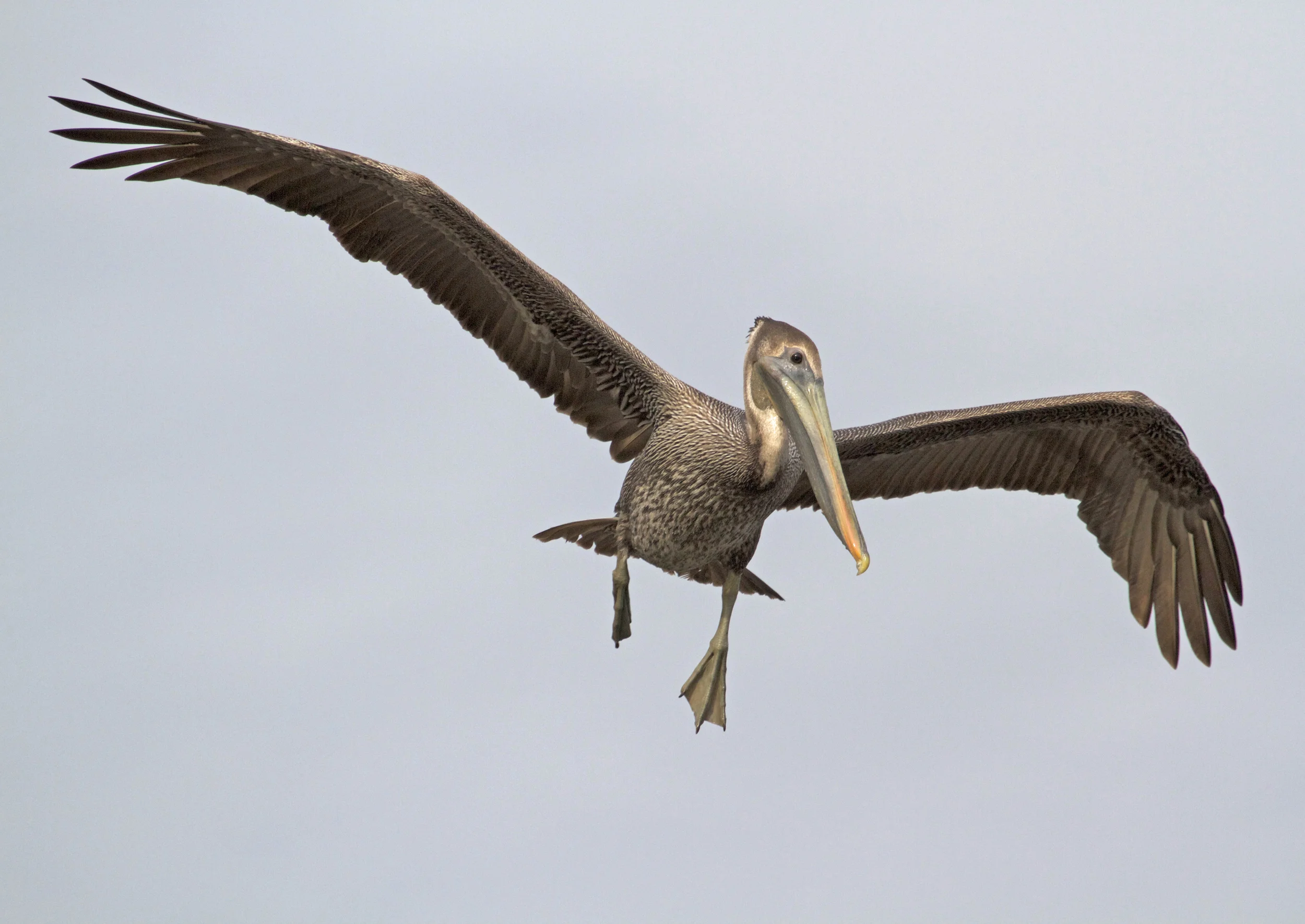 The Pelican spots a fish and prepares to dive! My shot of the day!