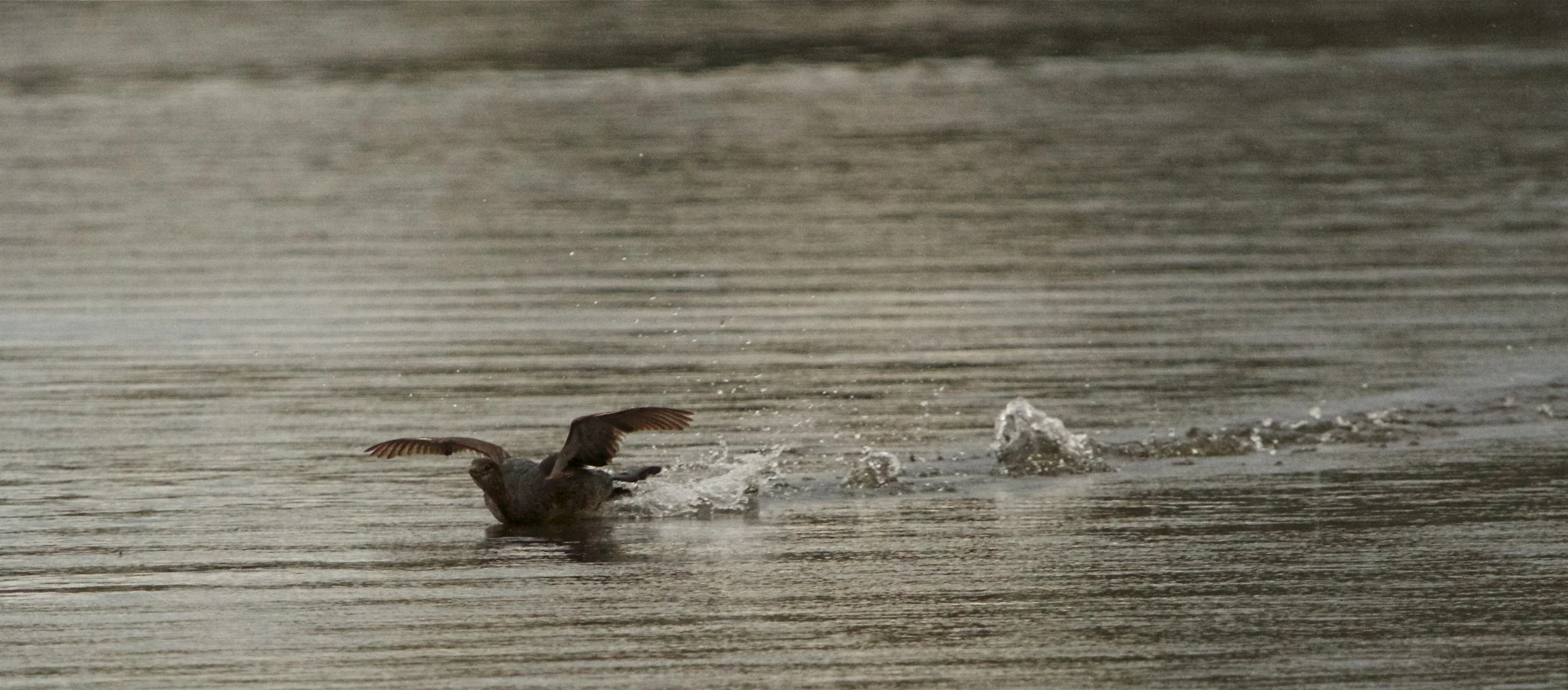 Pied Billed Grebe does a belly flop landing.
