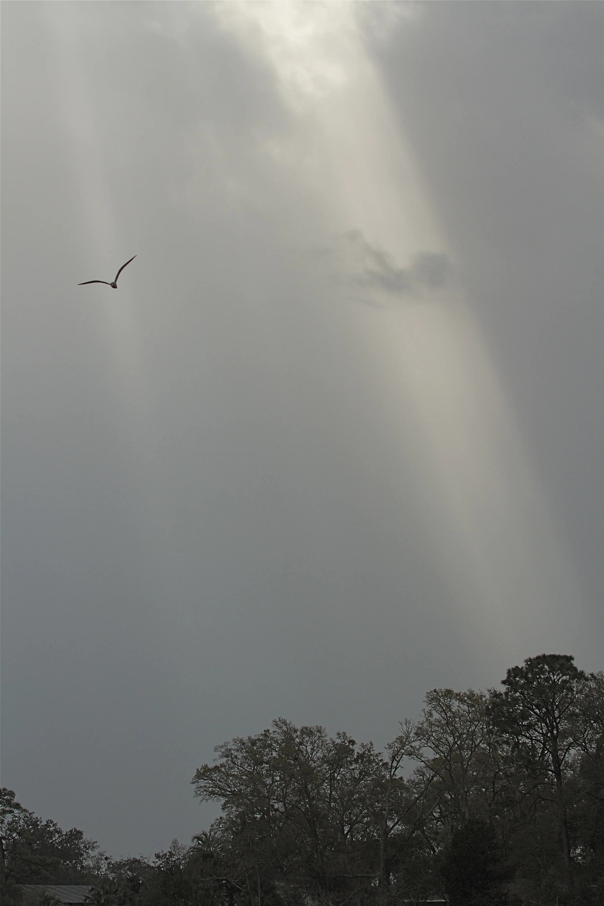 It flies upward into the fleeting sunbeam.