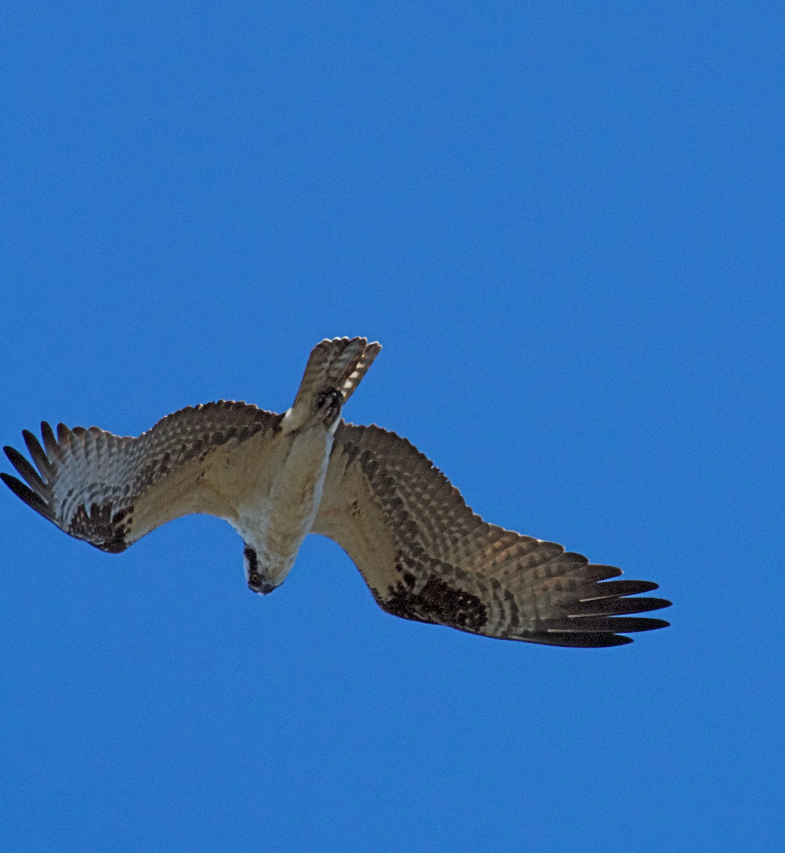 It peers upside down.