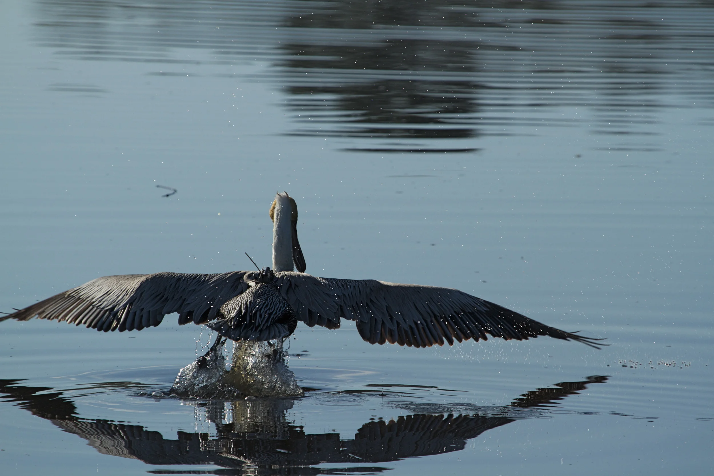 Wings out, feet up, gain a little airspeed.