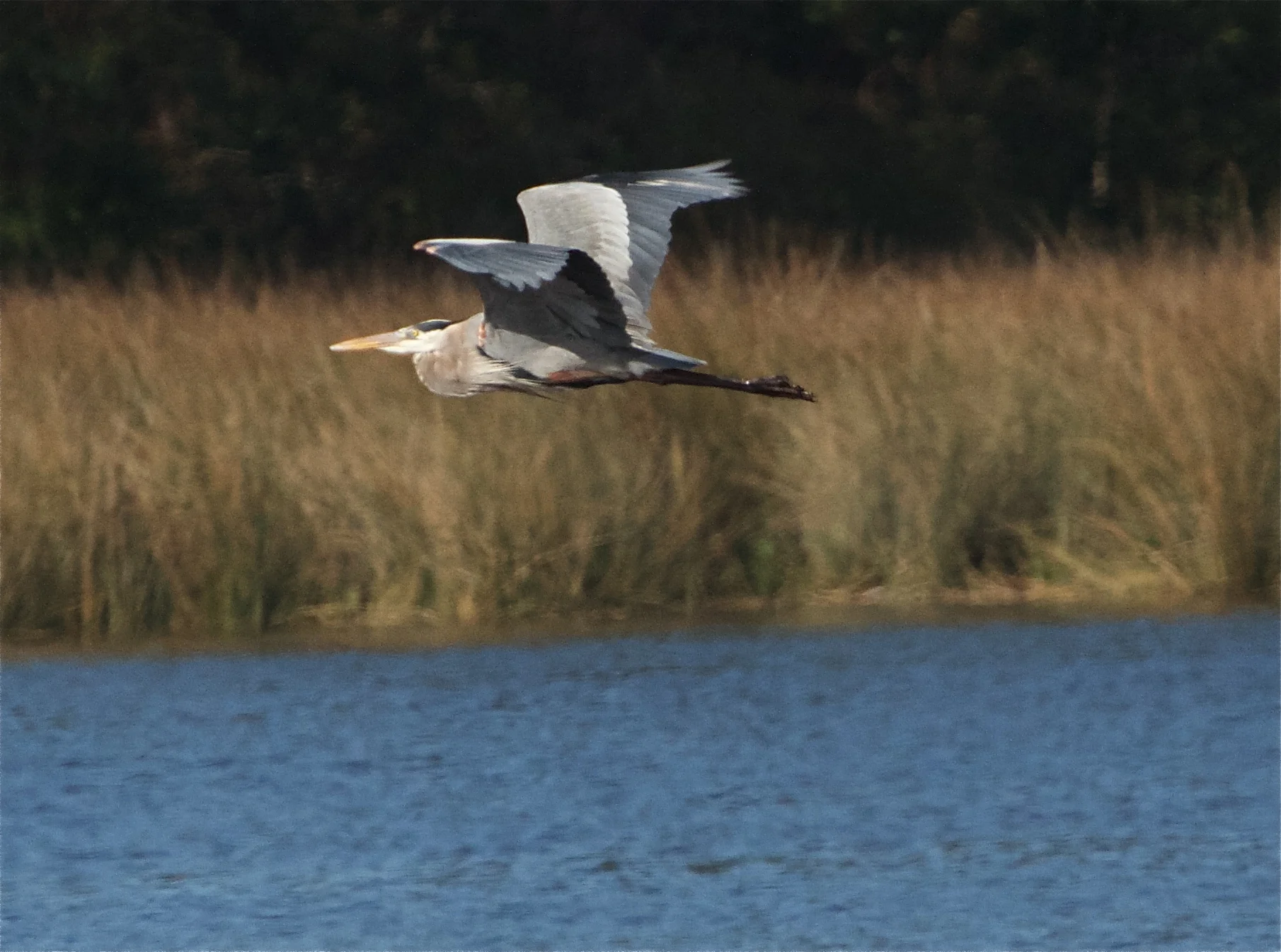 Old Man River, the great blue heron takes wing!