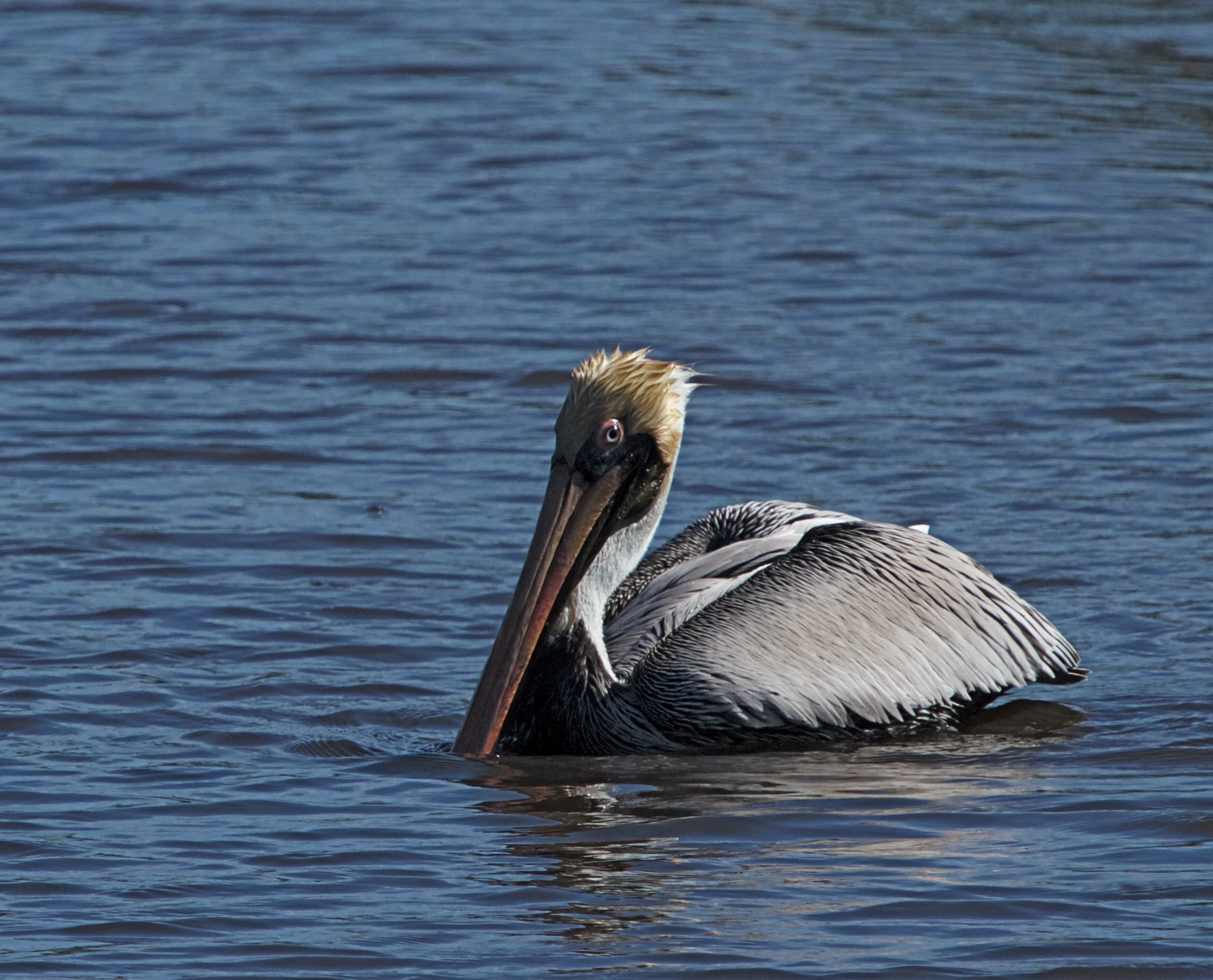 The Brown Pelican keeps a wary eye on me and one on the fish.