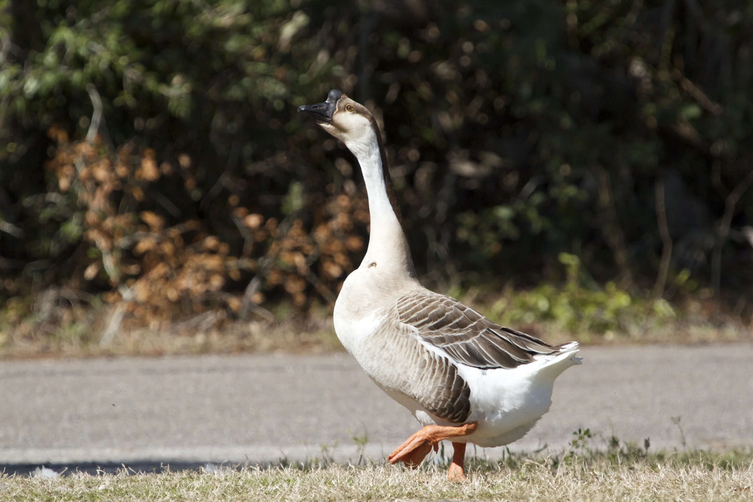 The domestic goose and his three cohorts waddle up to greet me on arrival.