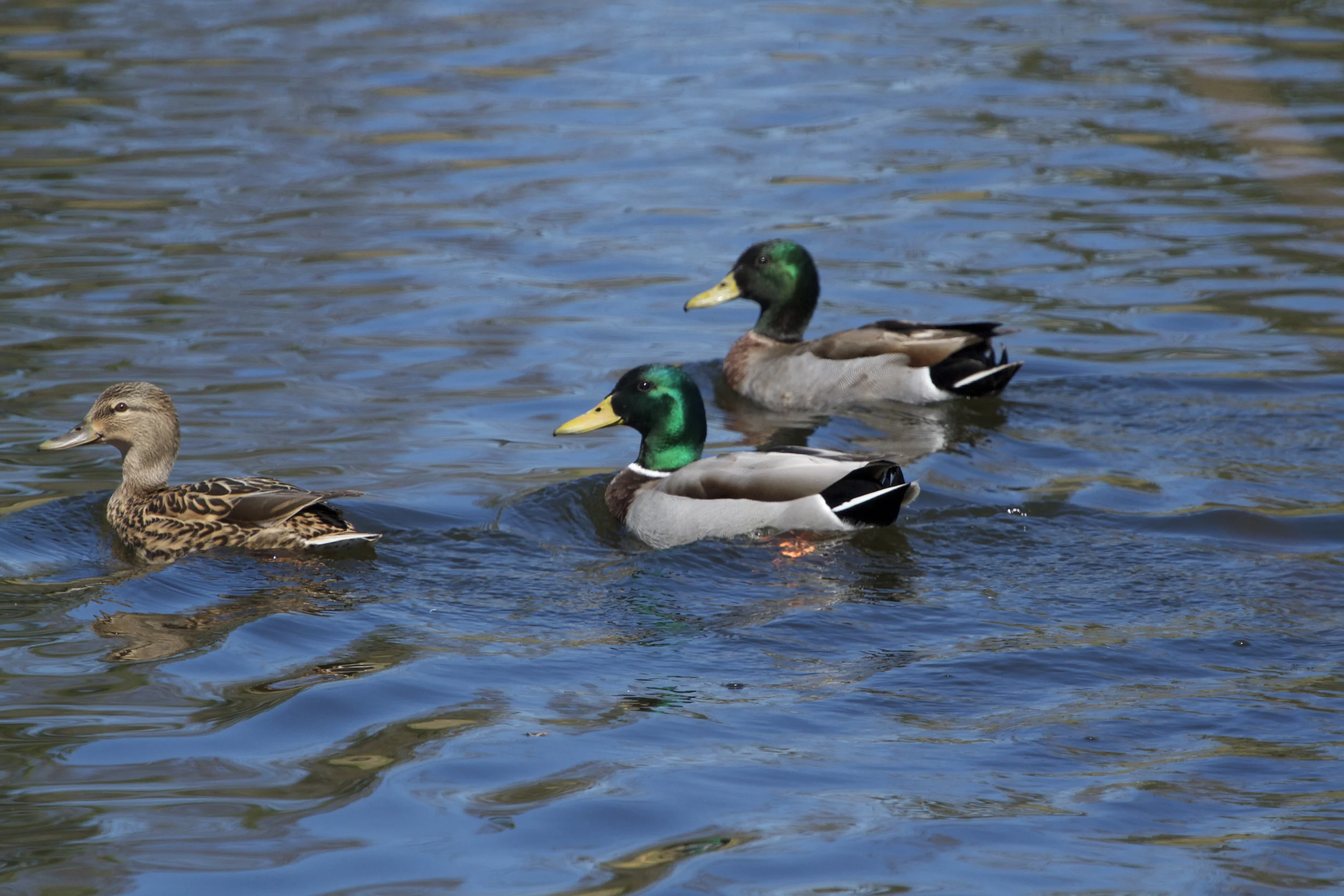 Mallards on the pond.