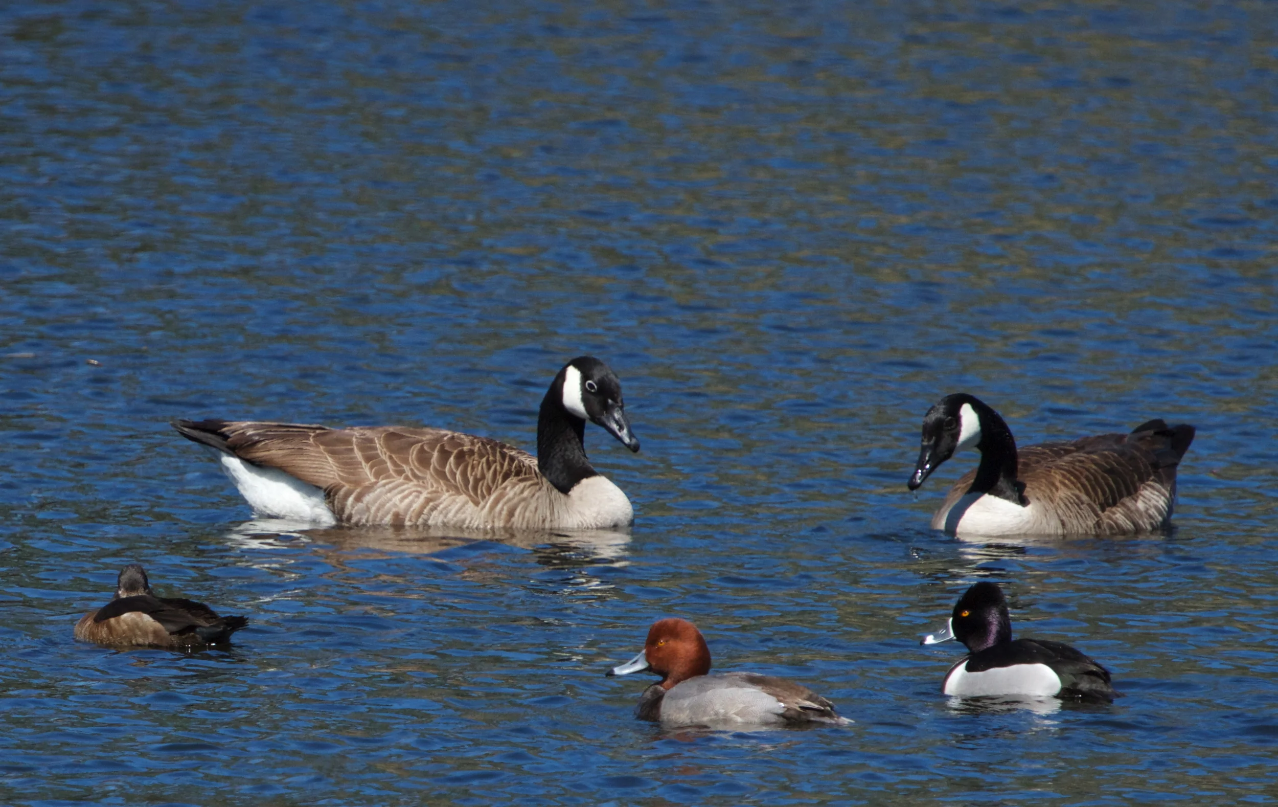 The ducks and geese bask in the sun!