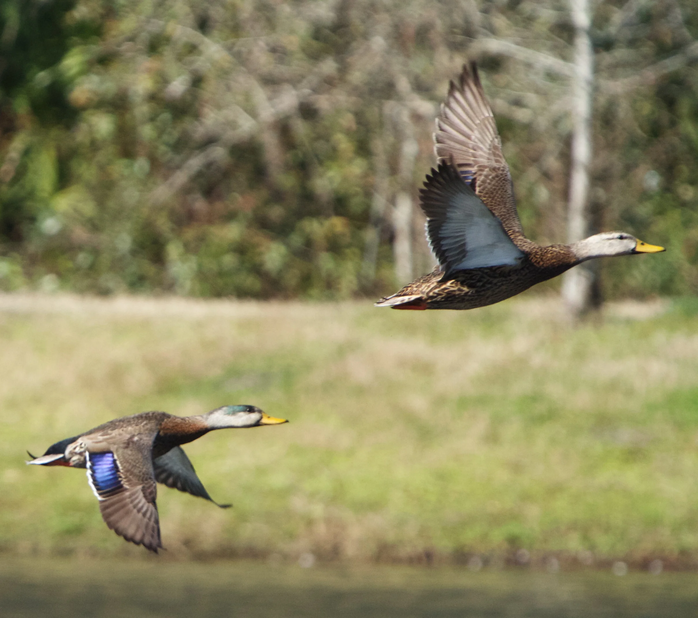 Two mallards take flight.