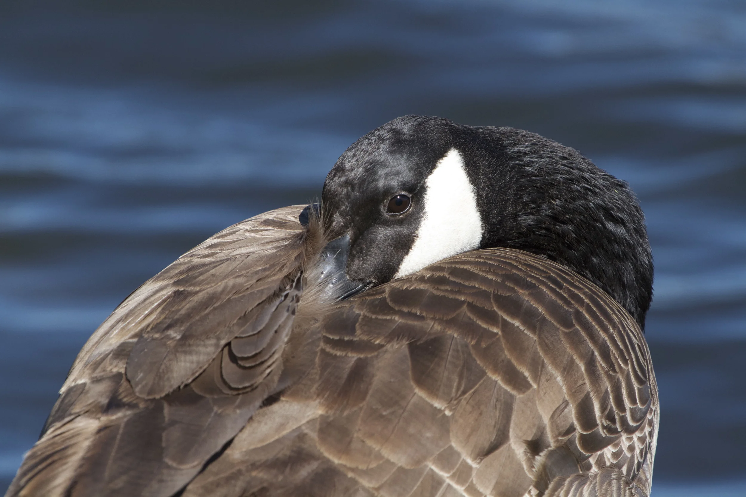A Canada Goose naps at my feet.