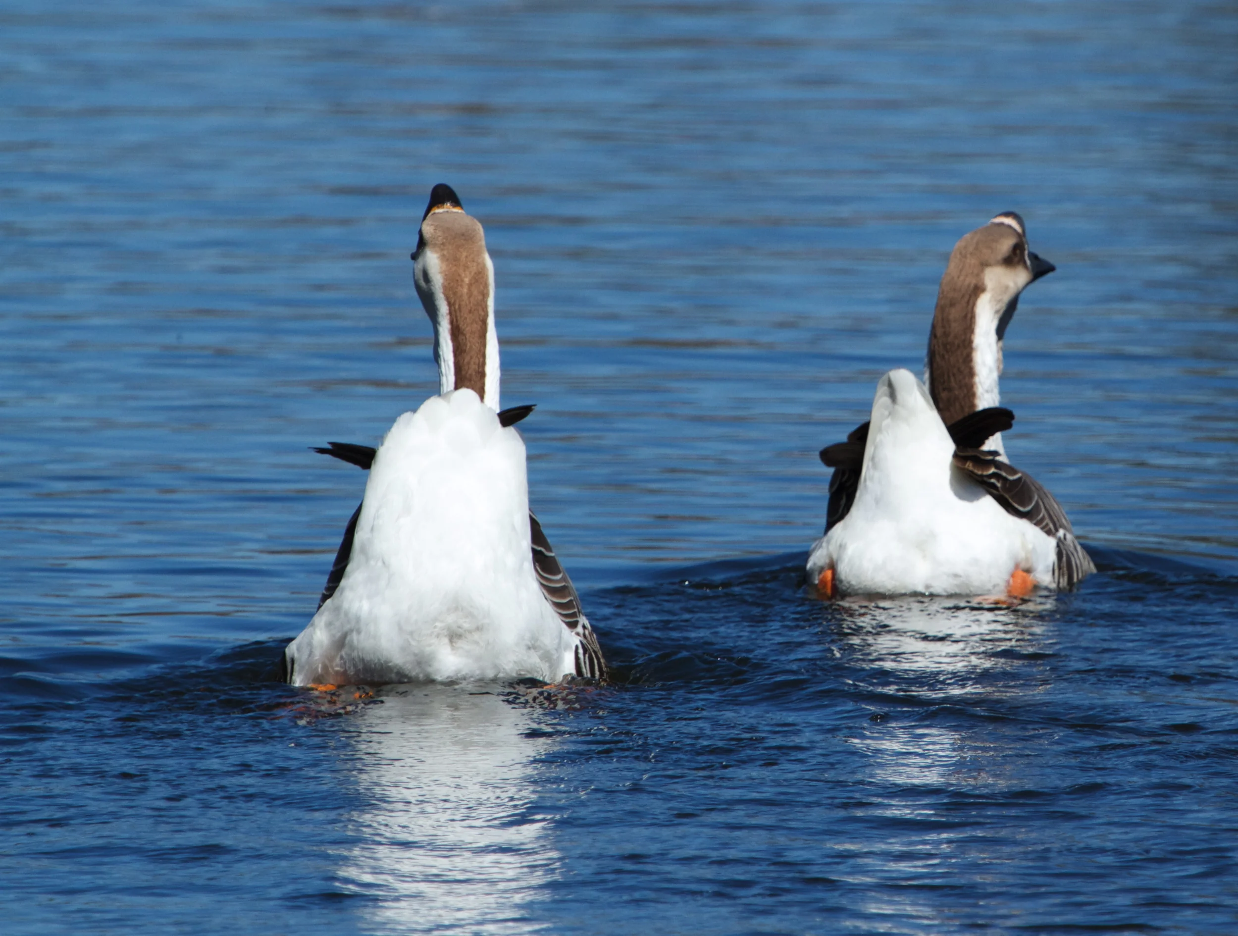 The domestic geese wave their tails goodbye!