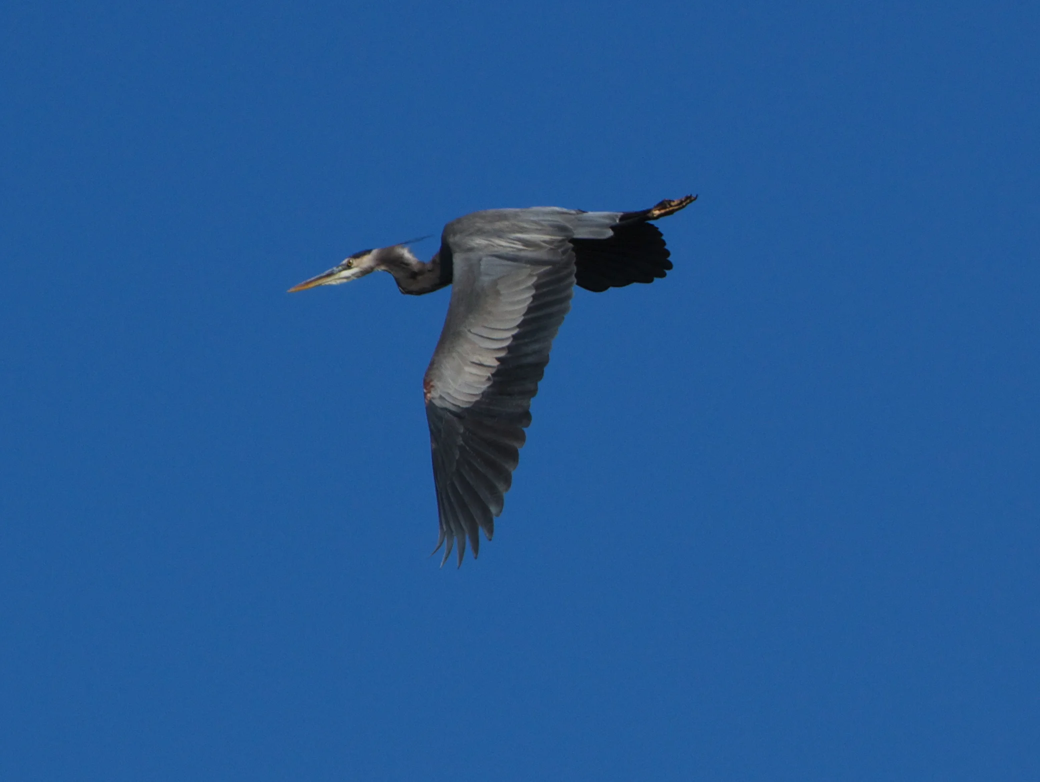 A Great Blue Heron takes wing and struggles against the wind.
