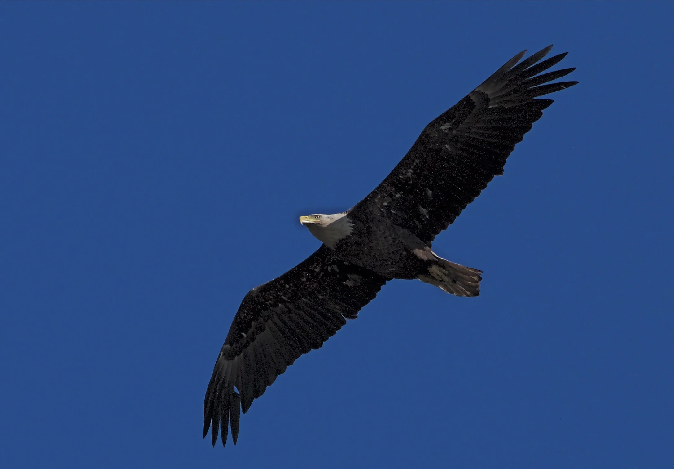 A juvenile Bald Eagle soars overhead on wing. The gale force winds seem no problem to this majestic bird.