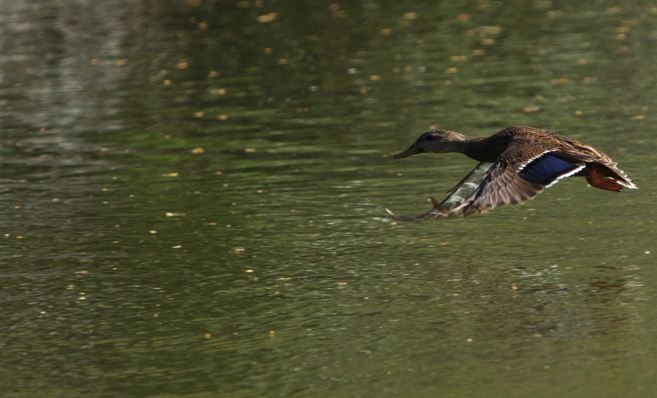 The mallard stays much closer to the surface.
