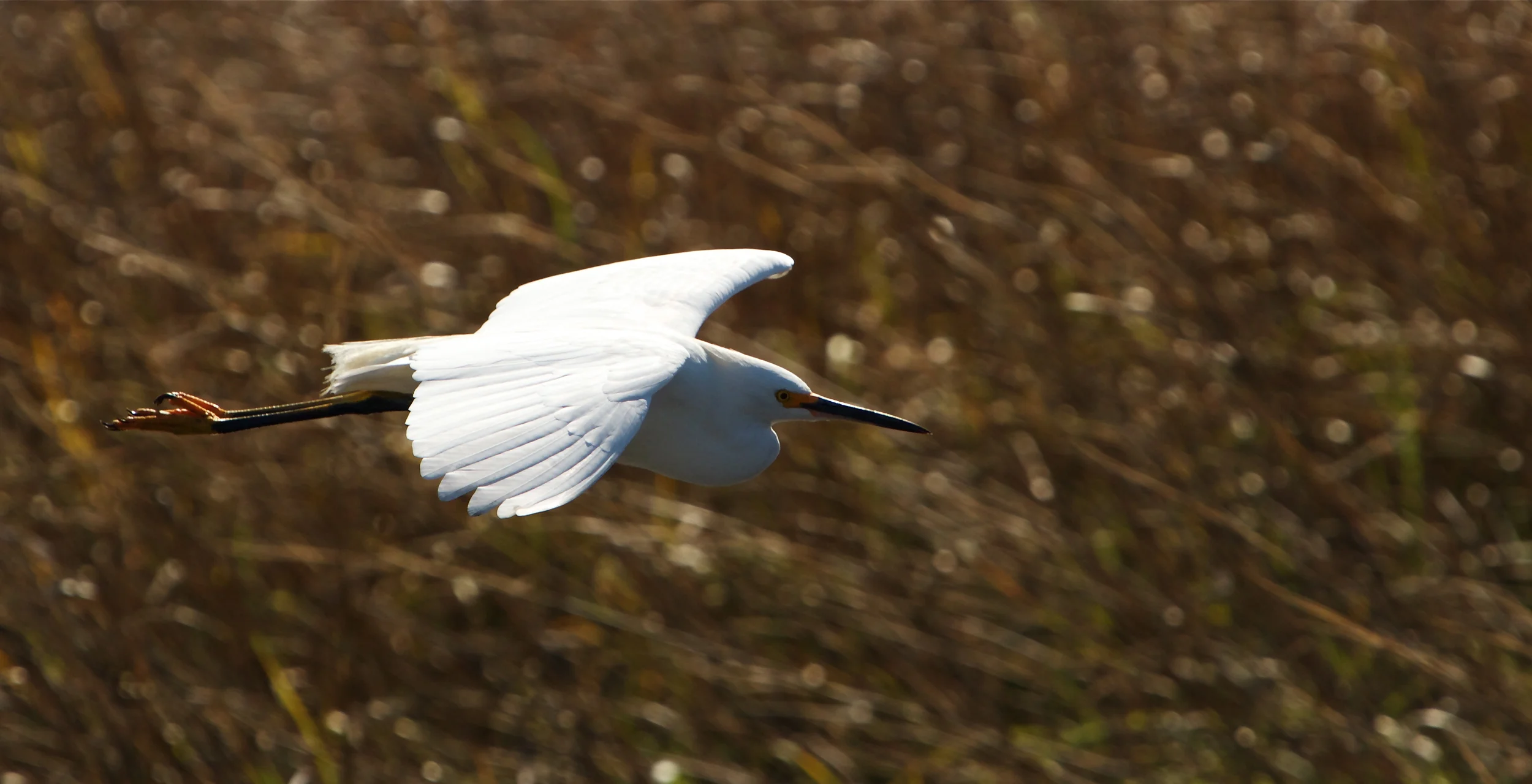 Snowy Egret wings by, the sunlight bright on its wings.