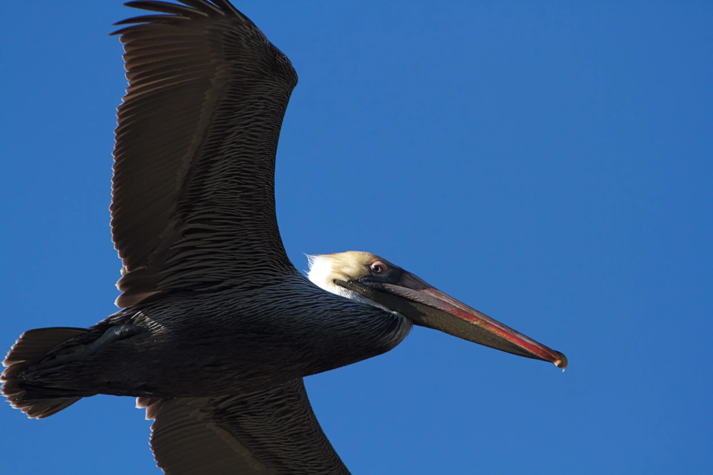 Wait till you see what happens next the Pelican seems to eye as it wings by so close I could almost hear its heartbeat.
