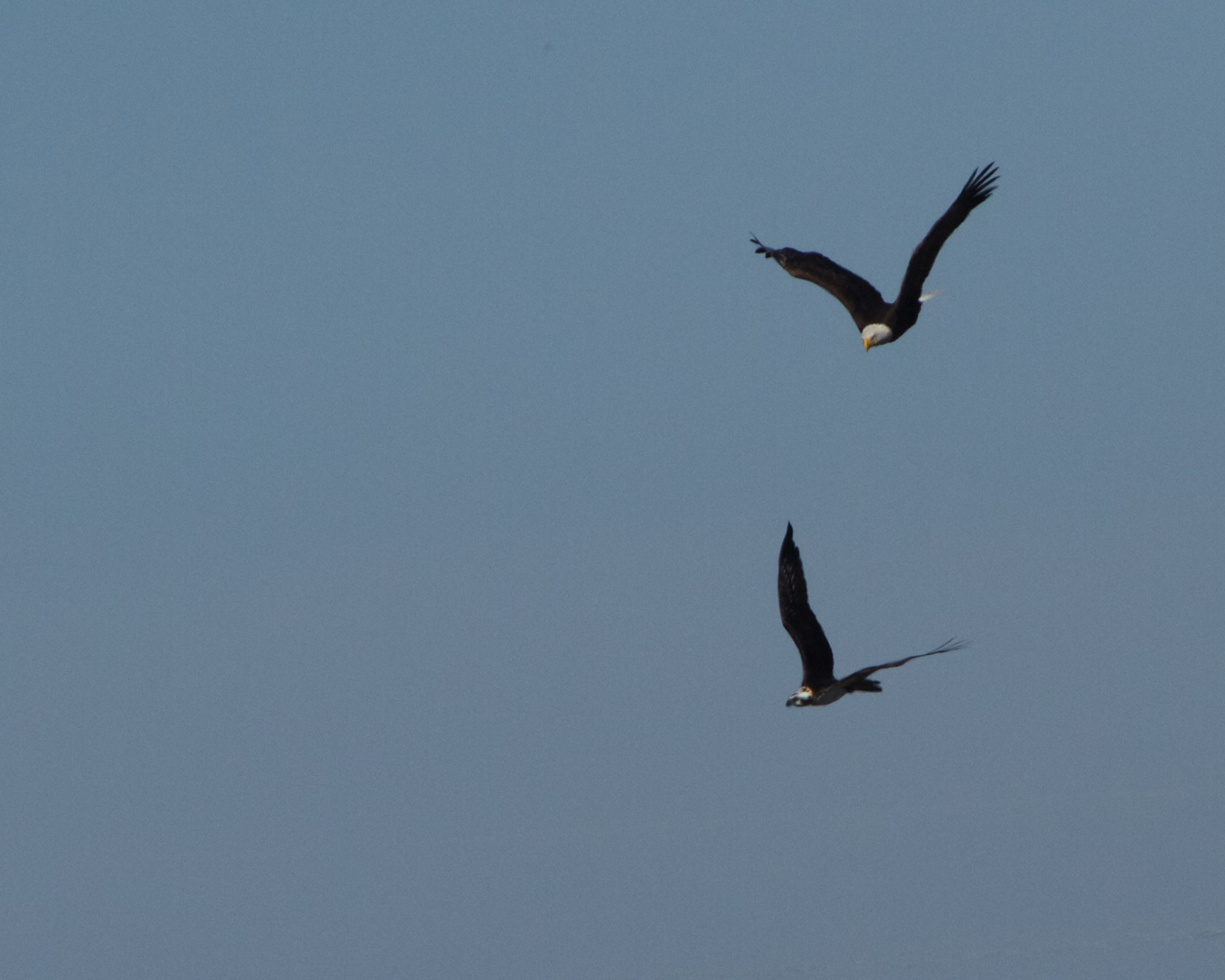 The adult gives chase. The Osprey dives and swoops.