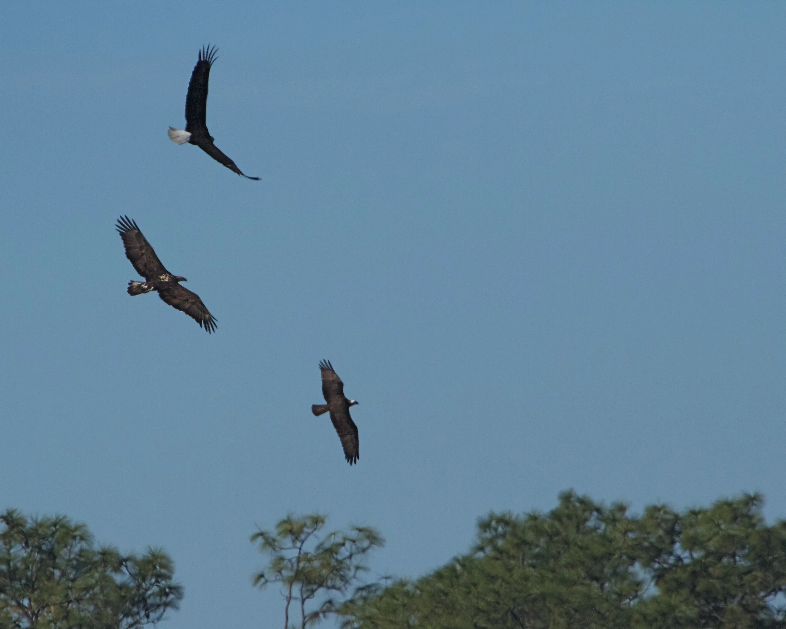 Now Junior swoops in, "Et too Brutus" seems to say the Osprey!