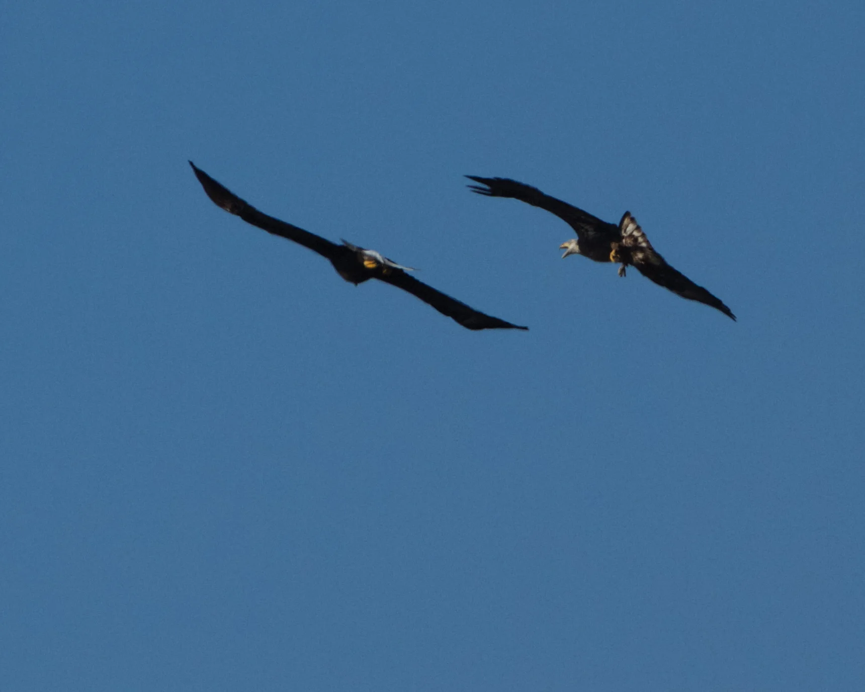 The adult appears to be telling junior job well done! In the meantime the Osprey is no where to be seen!