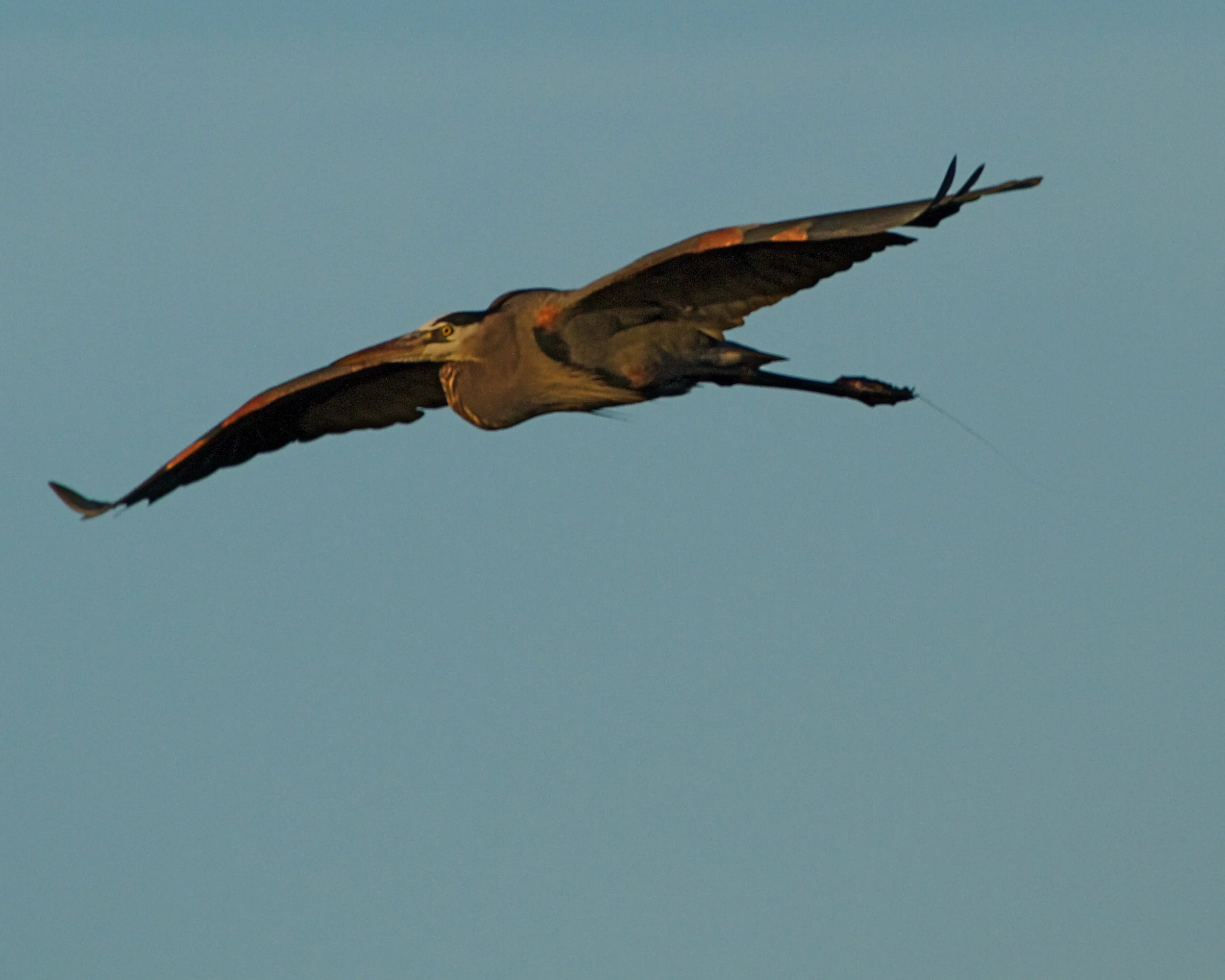 The Patriarch of the Broward, Old Man River the Great Blue Heron spreads his massive wings.