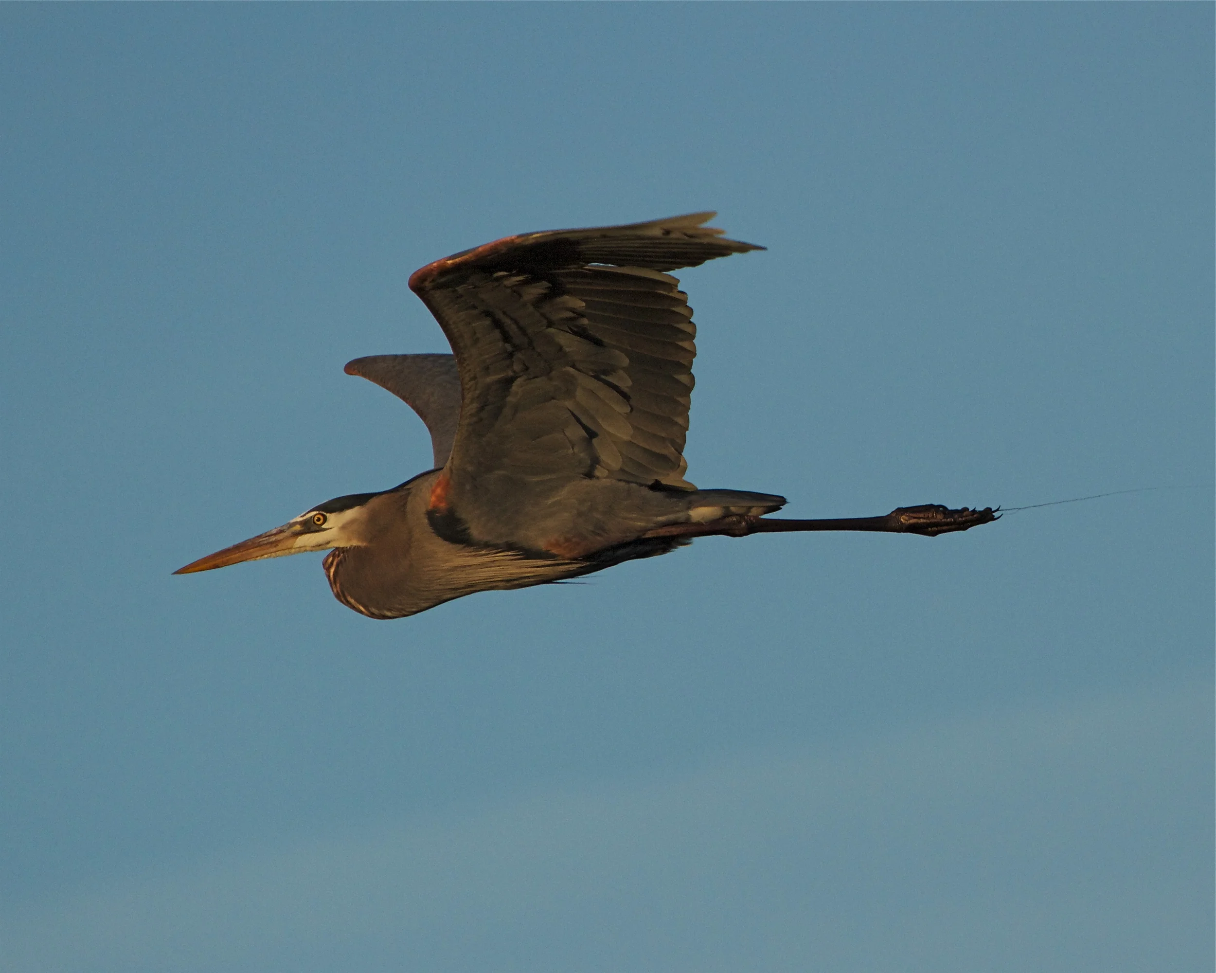 The sun and wind cast shadows underneath the outspread wings.