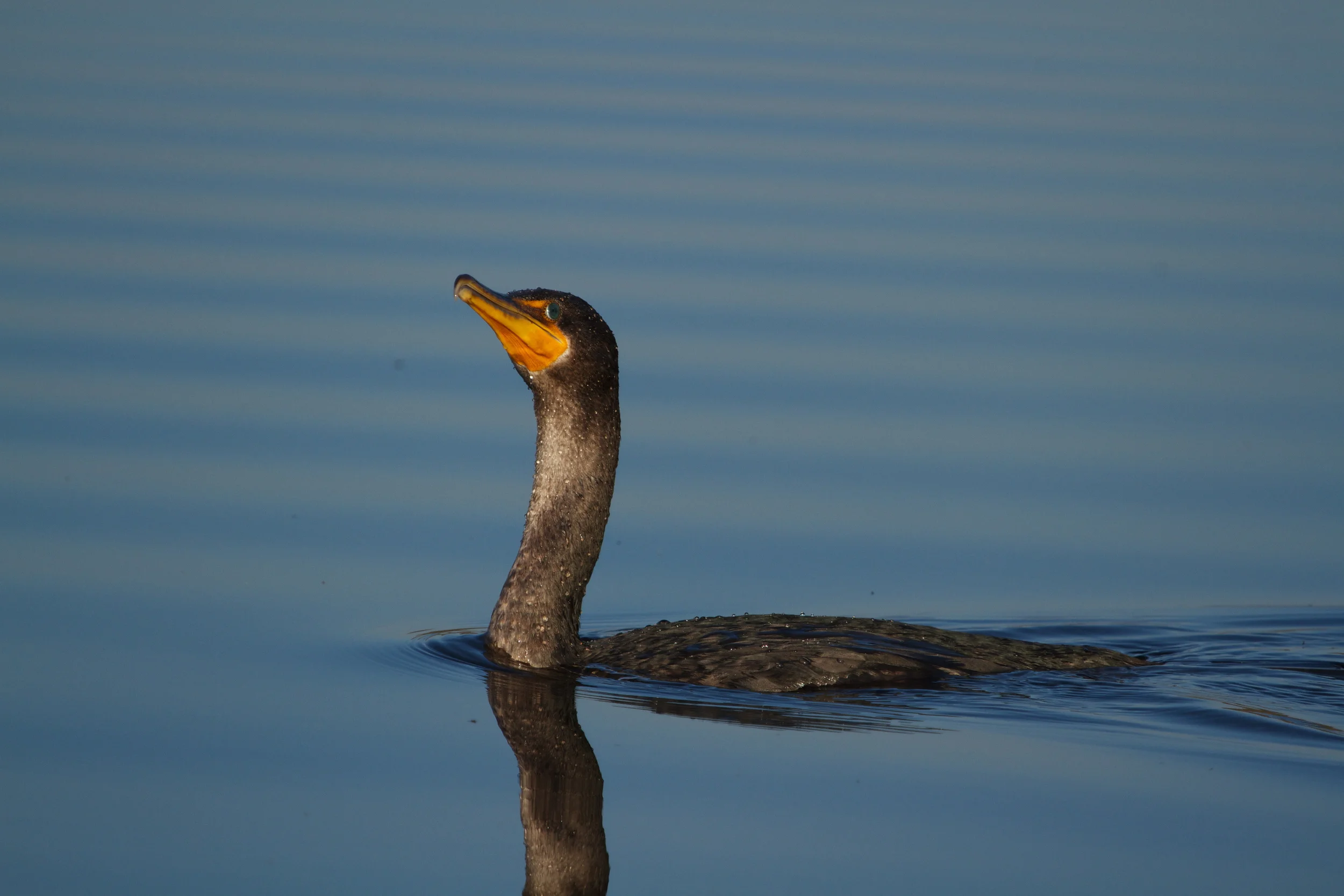 The cormorant looks up and declares it looks like spring!