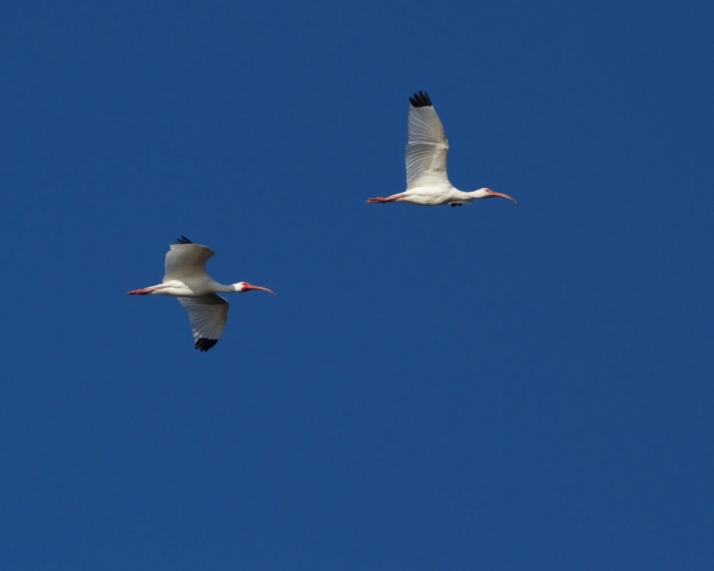 Spring is here says the IBIS!