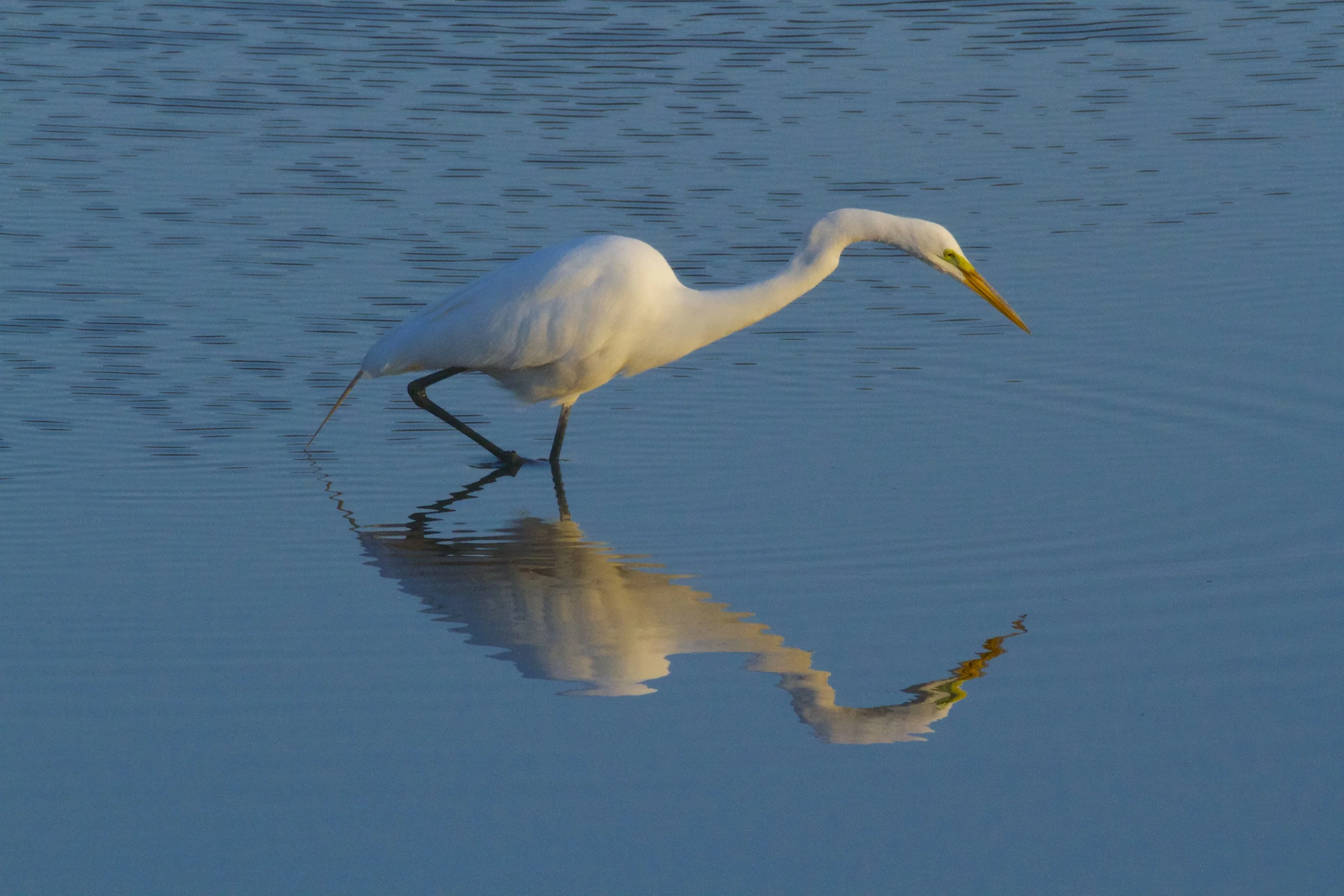 The Great Egret peers into the Broward. It is Spring it declares!
