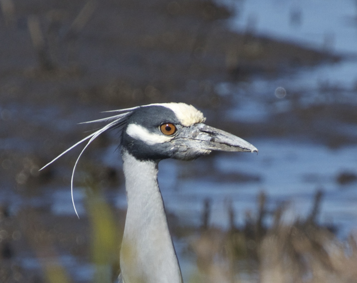 I surprise George , a Yellow-crowned Night Heron peeking up over the bank.