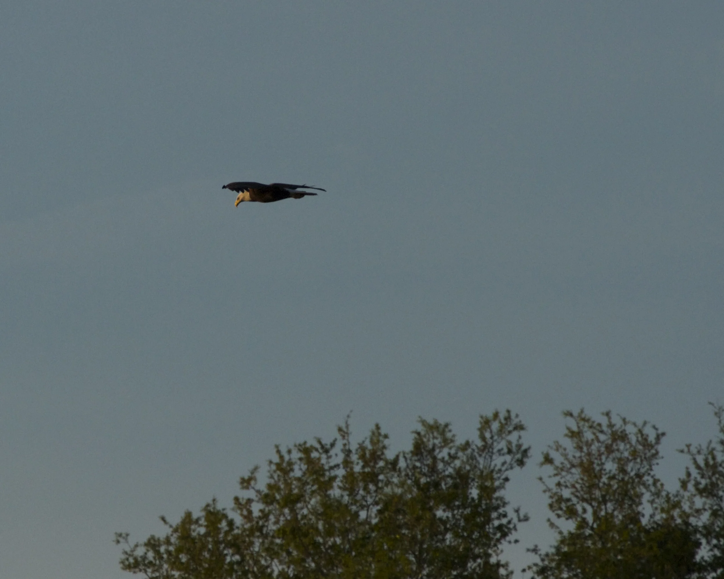 The eagle glides over the Broward.