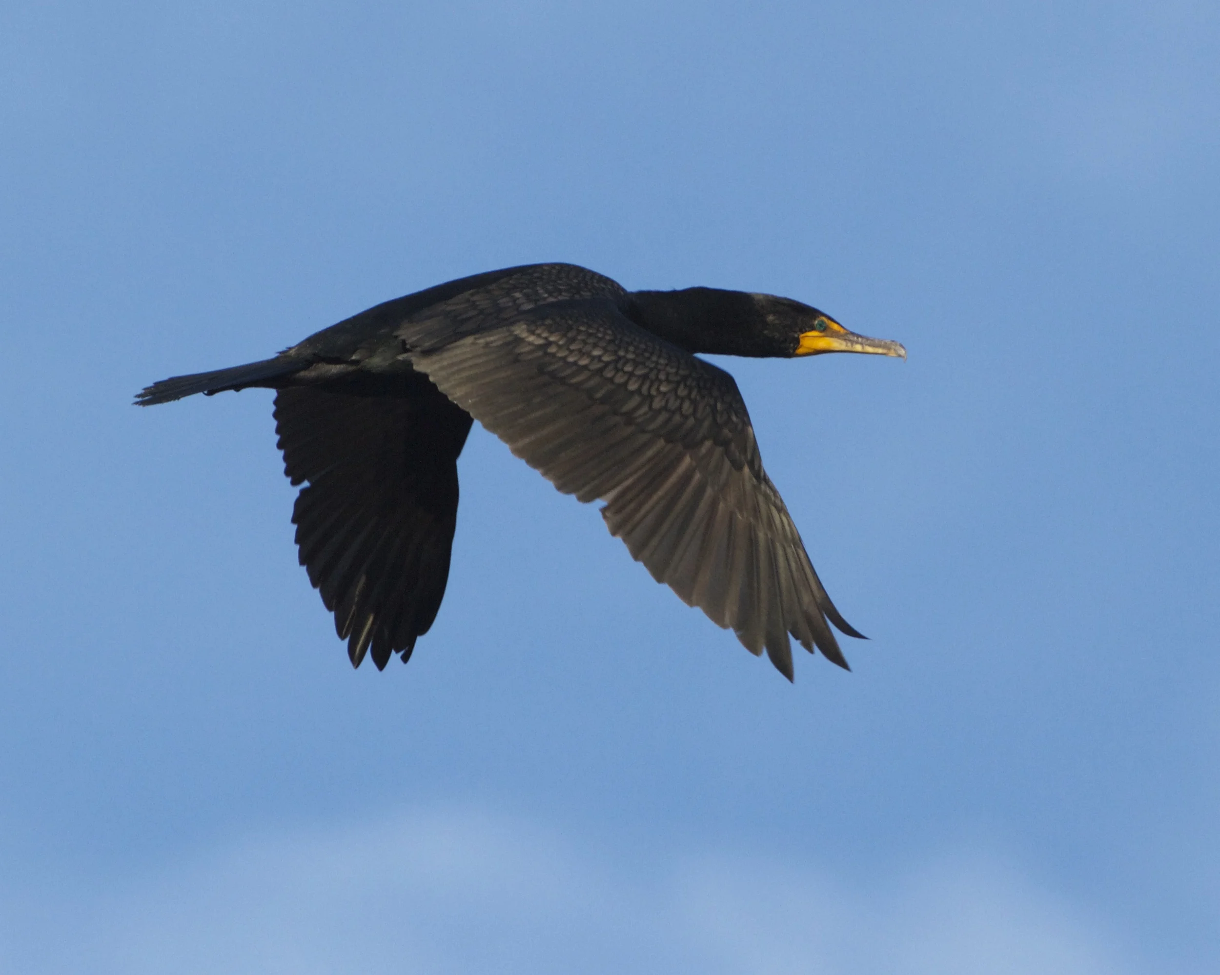 A male cormorant flies overhead.