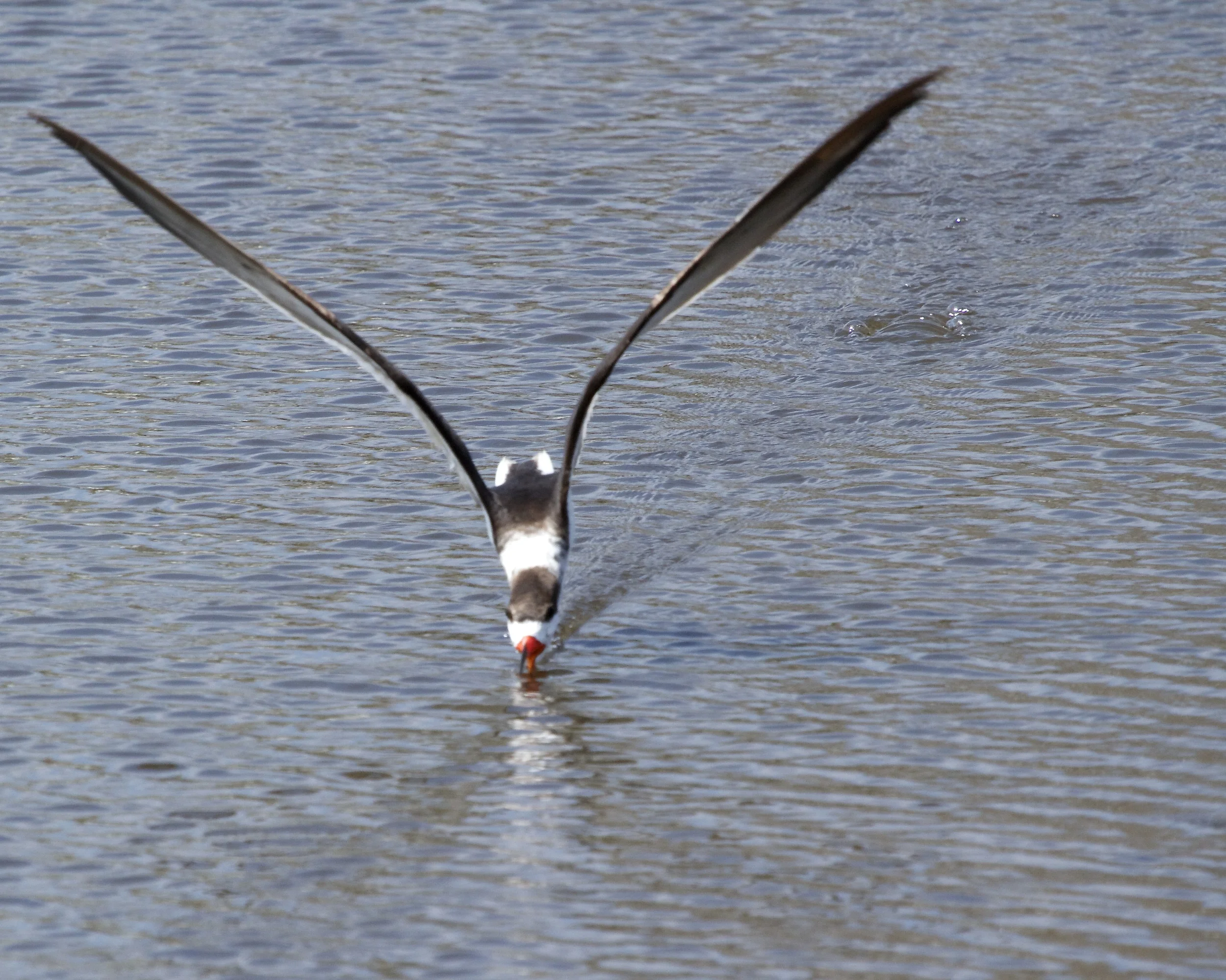 Hmmm, open or shut, which catches more fish (or flies)?
