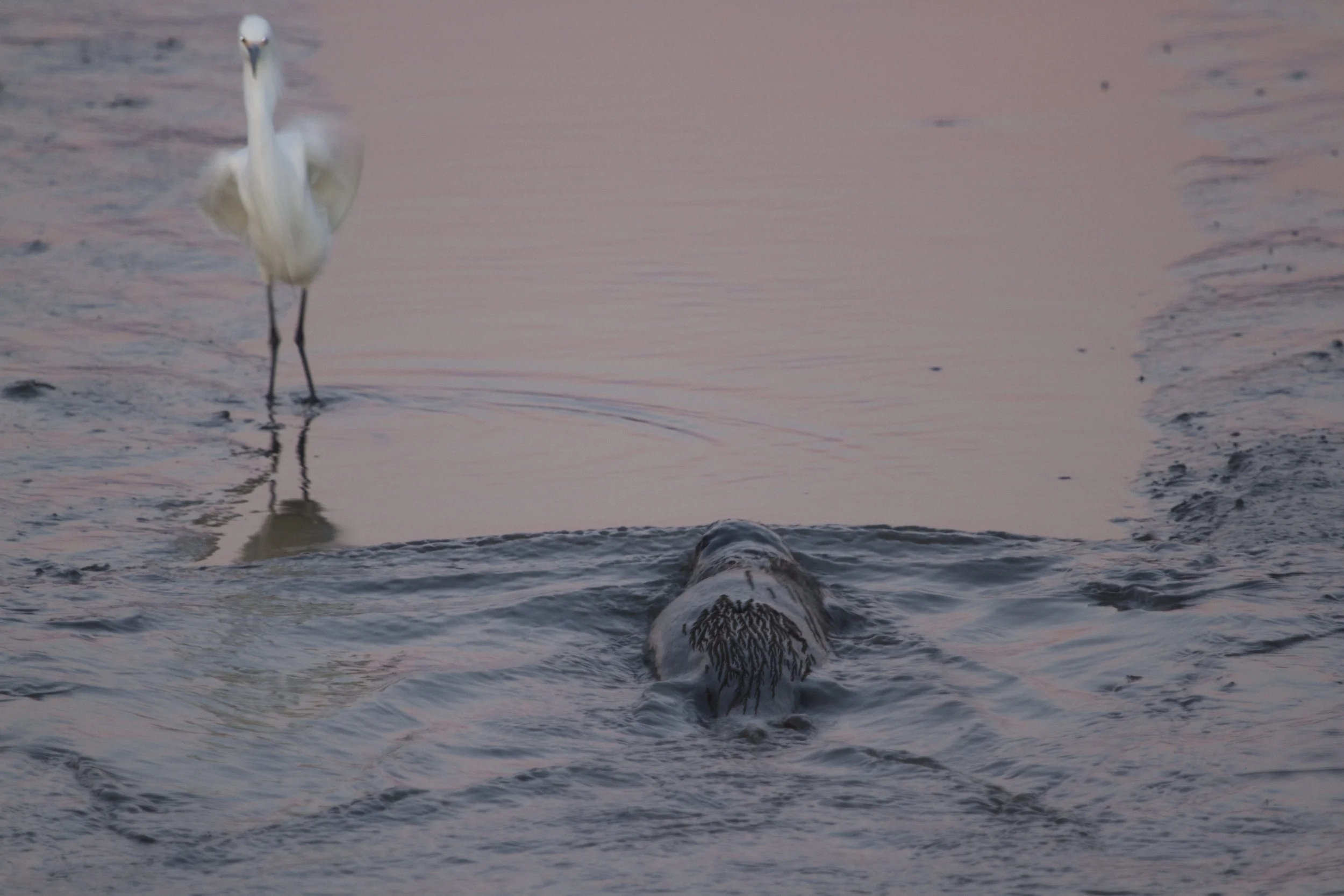 The egret casts a wary eye on the otter as it goes by.