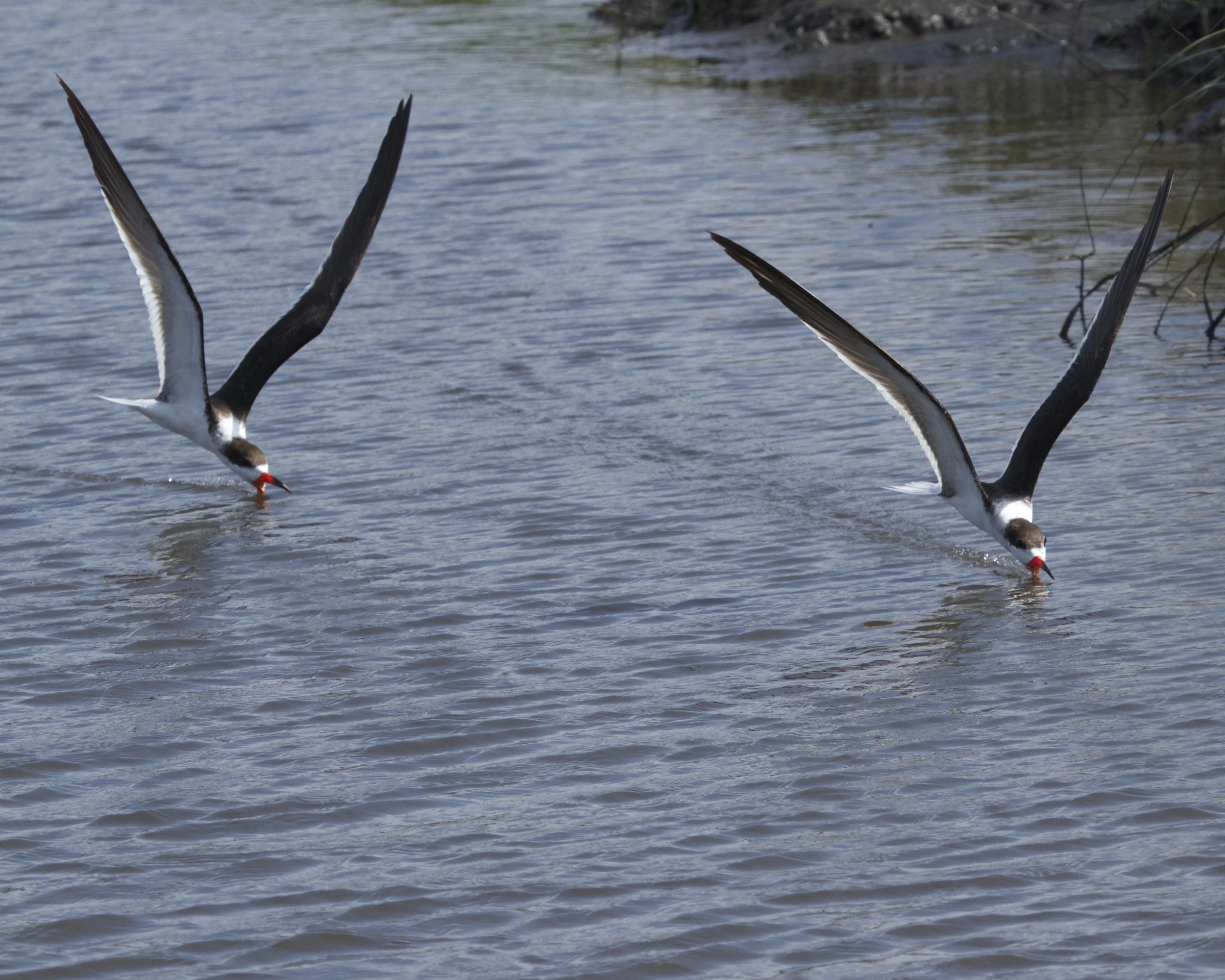 Black Skimmers swoop low over the Broward with their beaks skimming the water for fish.