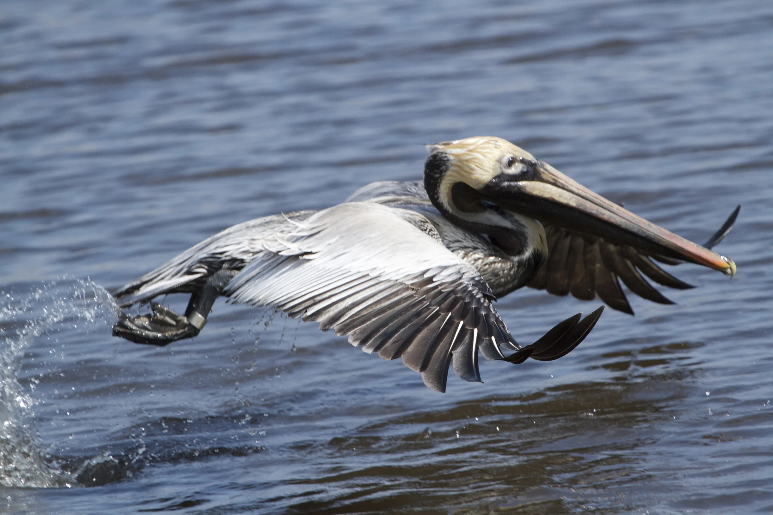 Wheee! Fish!
