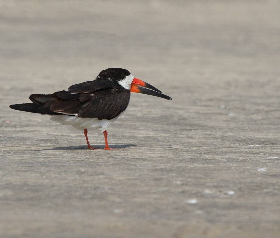 Black Skimmer in mating/breeding colors, photo taken Mar 12