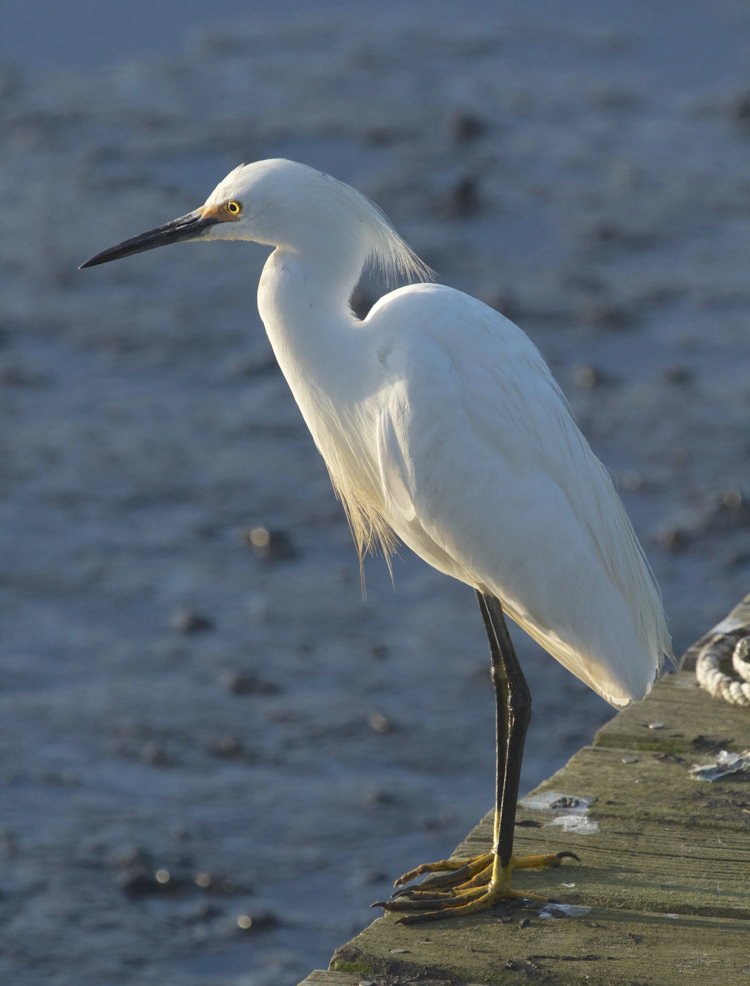 Snowy Egret greets the morning light.