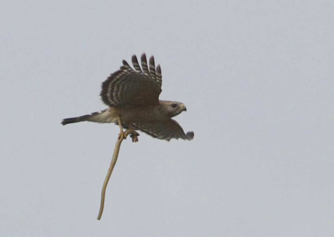 Red Shouldered Hawk with snake sandwich!