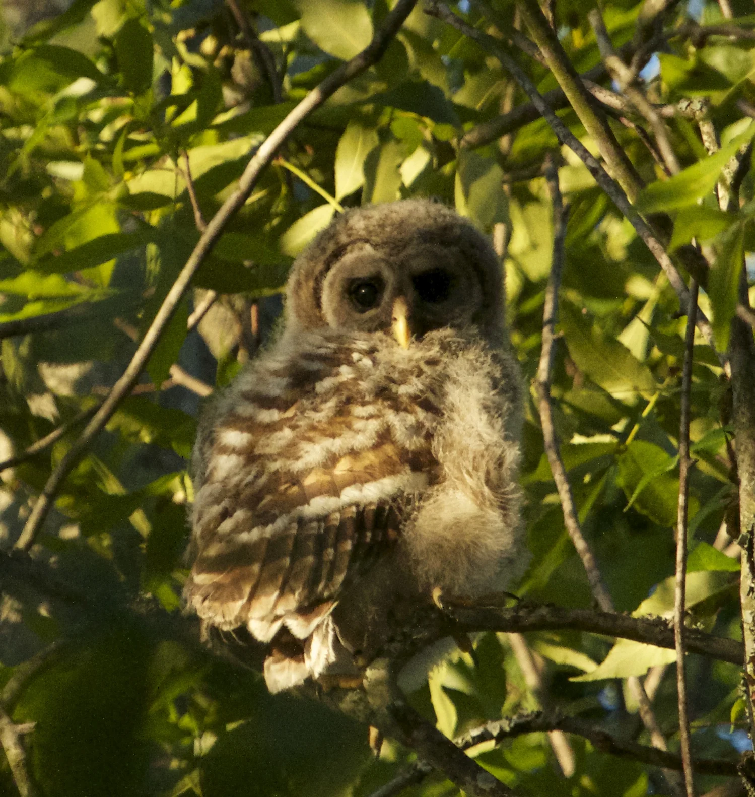 Fledgling Barred Owl peeks out of the tree.
