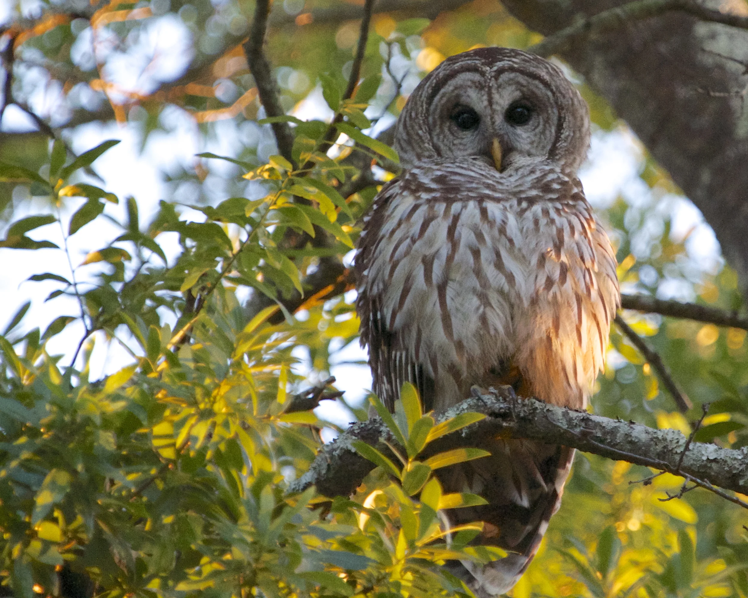 The setting sun illuminates the Barred Owl on its perch.