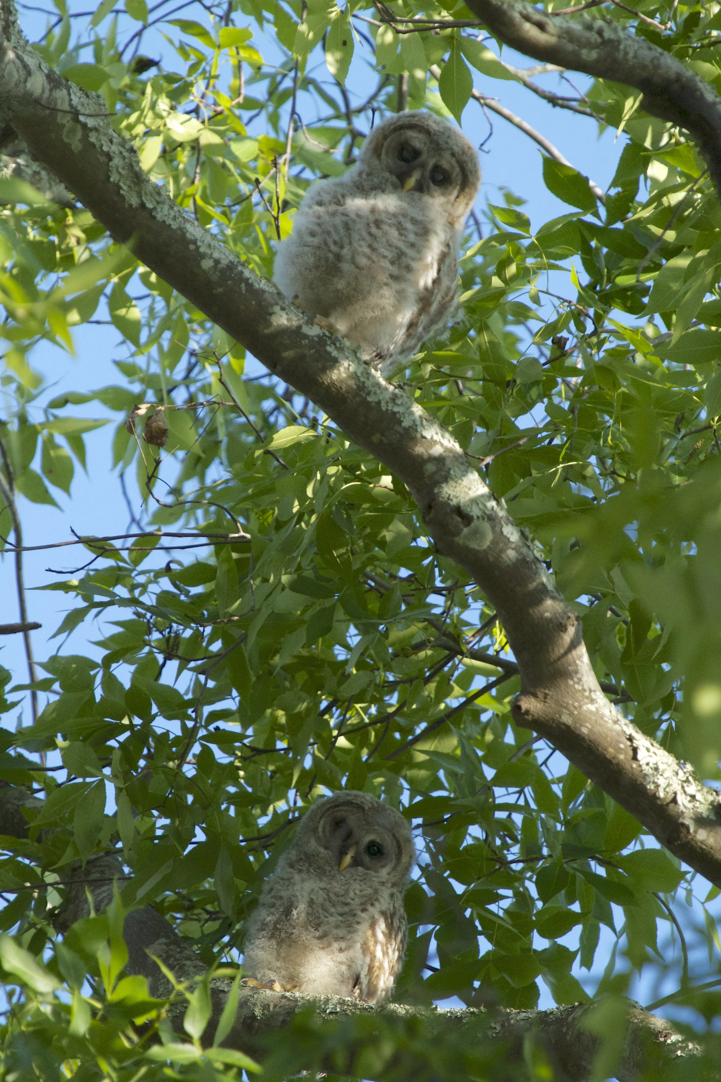 The fledglings can hop from branch to branch, appears they will be practicing flight soon.