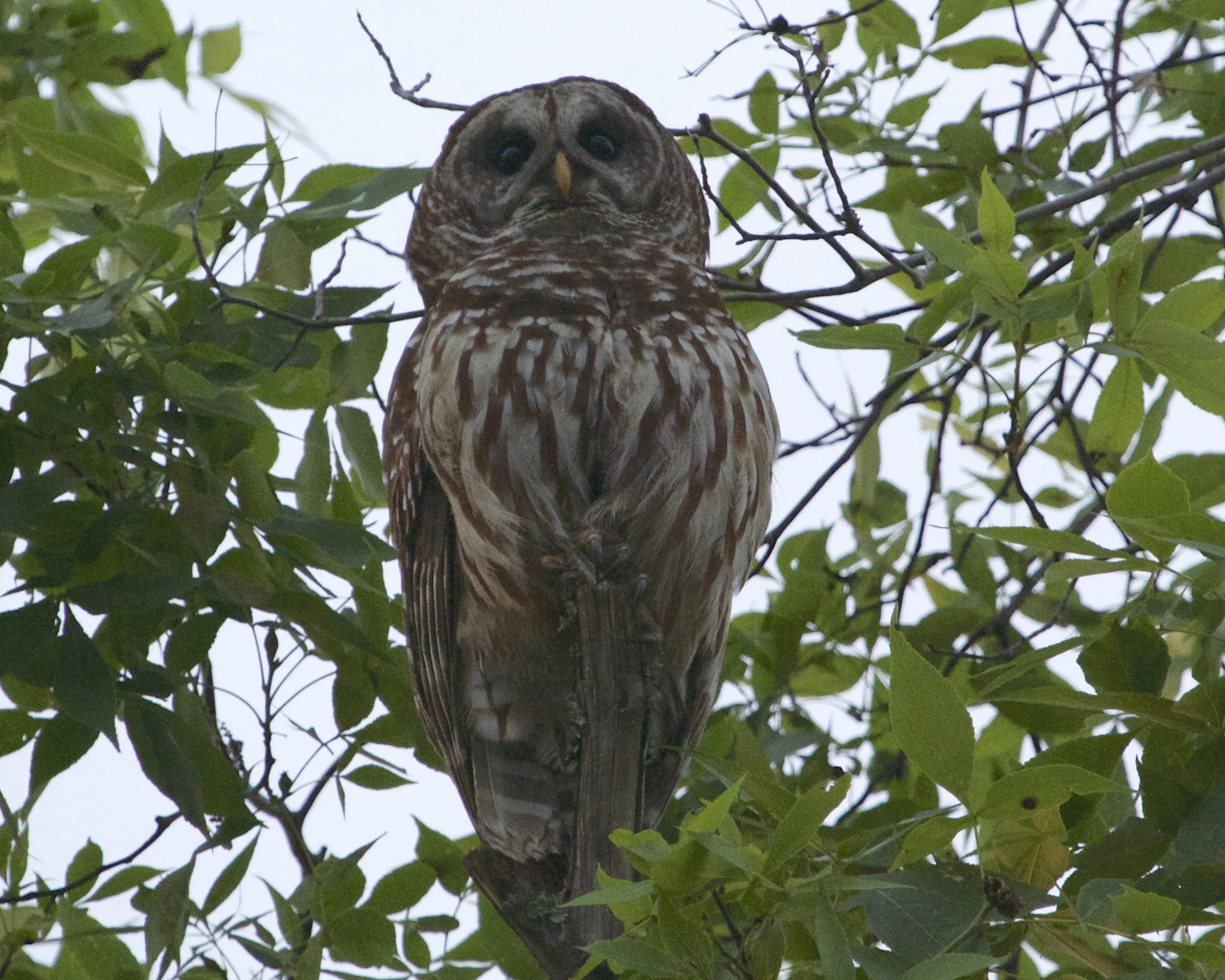 One of the two adult Barred Owls keeps a watch on me while I watch the fledglings .