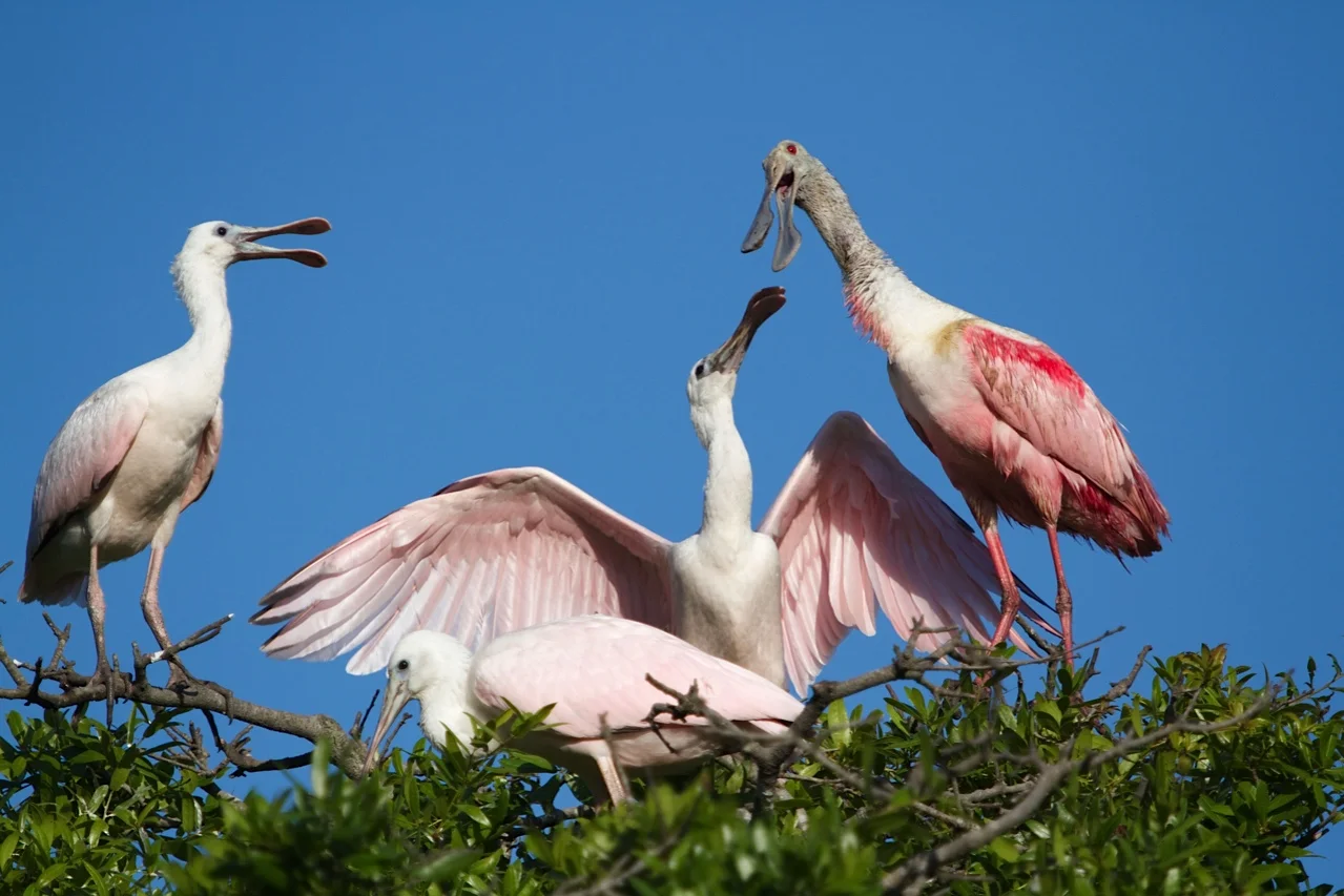 Family portrait time Roseatte Spoonbills.