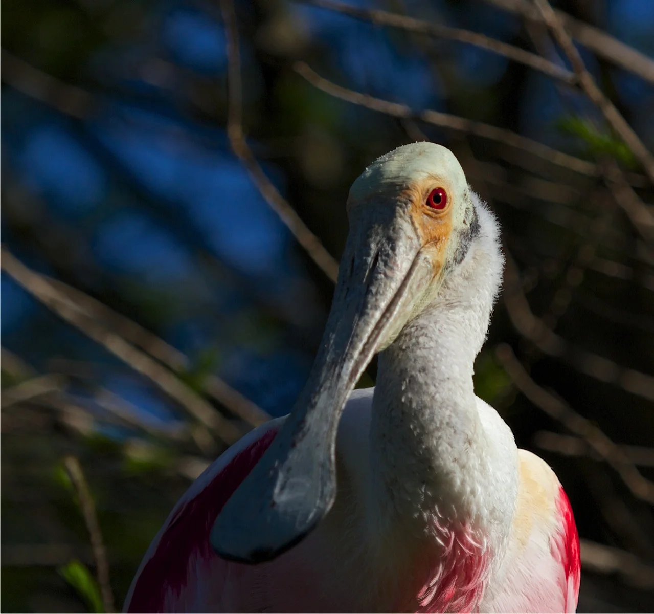 Adult Roseatte Spoonbill.